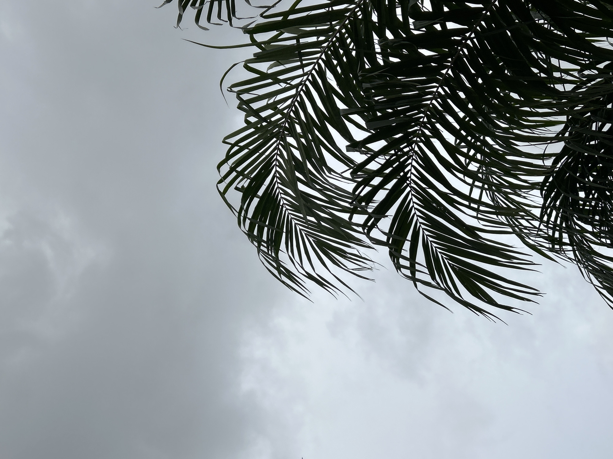 The image captures a close-up view of palm fronds silhouetted against a cloudy, overcast sky. The fronds are dark green and detailed, with individual leaflets clearly visible, suggesting a natural environment. The sky is a uniform light gray, indicating diffused light conditions typical of a cloudy day. There are no people, man-made objects, or identifiable landmarks to specify a location within Kathu, Thailand. The scene is static and lacks any discernible action or interaction.