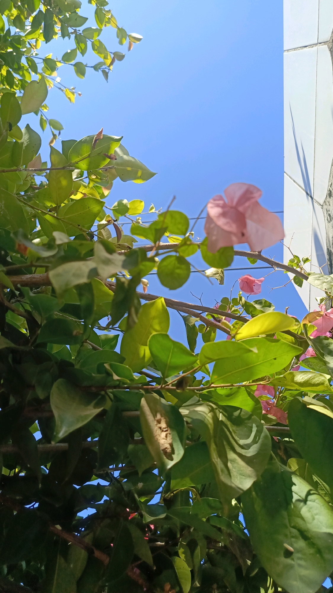 This image captures a close-up view of bougainvillea branches and leaves against a clear blue sky. Several pink bougainvillea bracts are visible, some in focus and others blurred. The leaves are vibrant green, with sunlight filtering through them. To the right of the frame, a portion of a white tiled wall is visible, casting a shadow onto the wall itself. The overall impression is one of lush greenery and bright daylight. This scene is likely found in the city of Kebumen, Indonesia, where bougainvillea is a common ornamental plant.