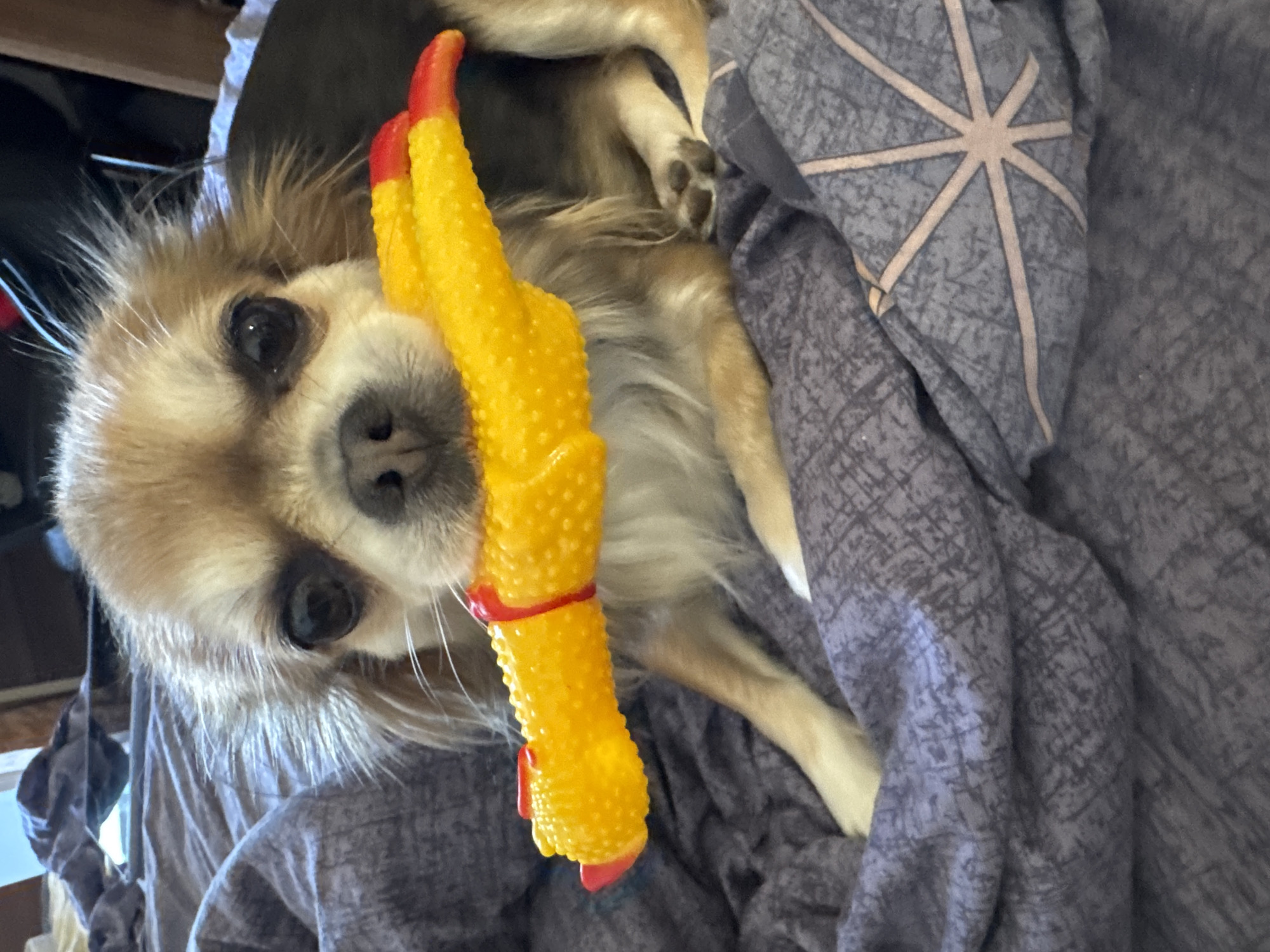 A long-haired Chihuahua dog is depicted in an indoor setting within the city of Saint Petersburg, Russia. The dog, featuring light brown and cream fur, dark eyes, and a black nose, is holding a bright yellow, textured rubber chicken toy with red details in its mouth. It is resting on a greyish-blue blanket characterized by an abstract pattern, including a faint star-like design on the lower right. The background is blurred, indicating an indeterminate domestic environment.