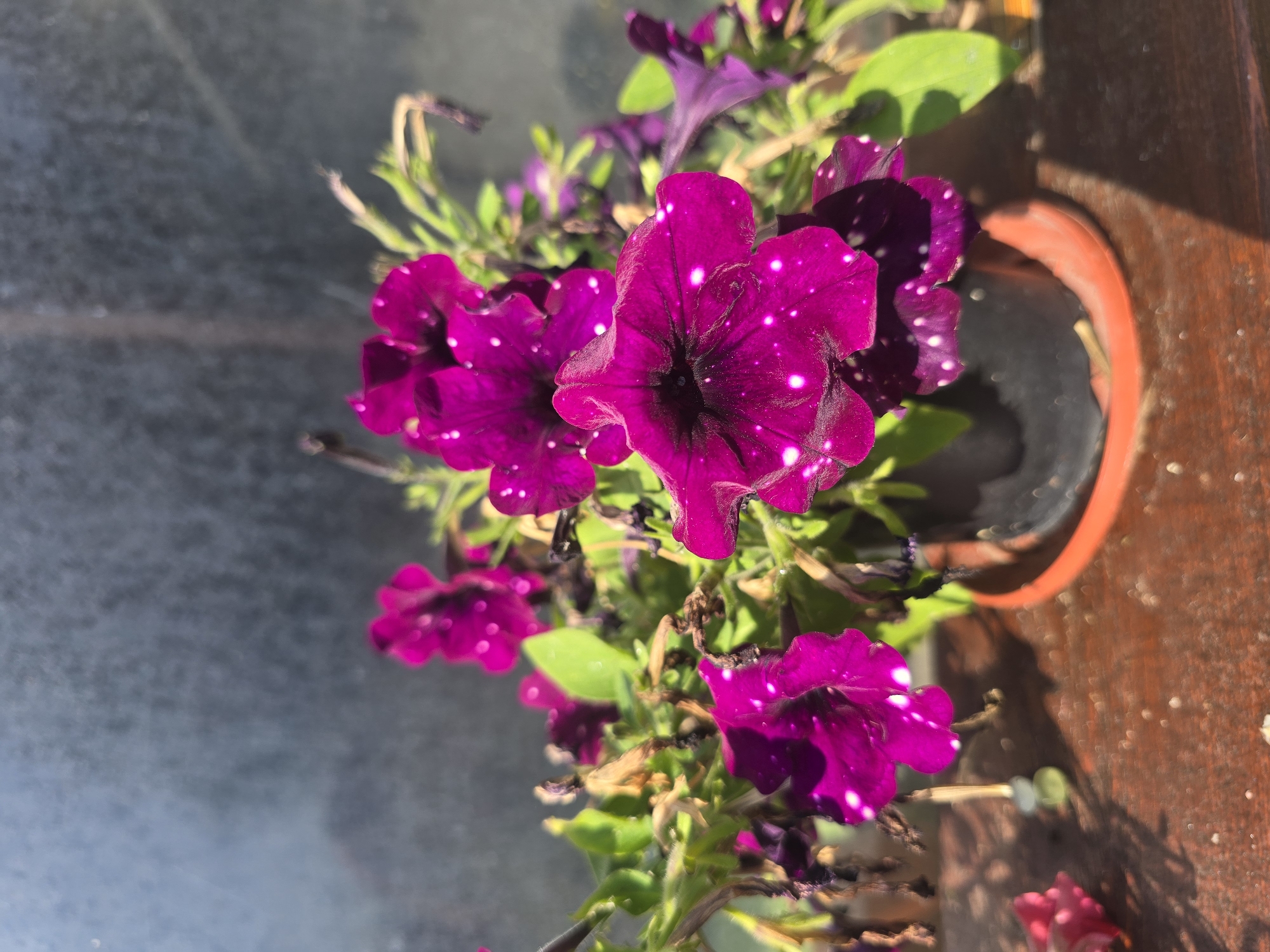 A potted plant with dark pink petunias, some with white speckles, is displayed on a brown wooden surface. The flowers are in focus, with water droplets visible on their petals. In the background, a dark, textured surface, likely a window or wall, is present. The scene is illuminated by sunlight, casting shadows on the wooden surface. The location is identified as Golyanovtsi, Bulgaria.