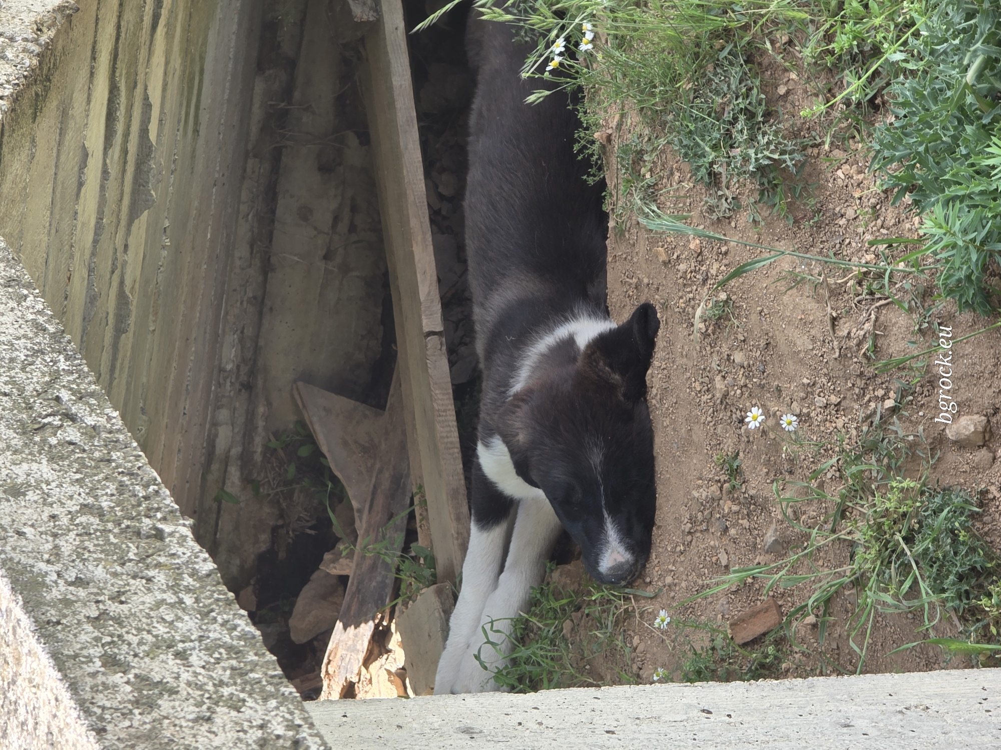 A medium shot depicts a black and white Border Collie puppy emerging from a narrow, dirt-filled crevice between two concrete structures in Chal, Bulgaria. The puppy is positioned vertically, with its head and front paws visible. Its black fur is contrasted by a white stripe around its neck and white paws. The crevice is formed by two weathered concrete structures with some debris visible. Vegetation, including daisies, grows along the edge of the crevice. The lighting suggests a bright, sunny day. The watermark "bgrock.eu" is visible on the right side of the image.