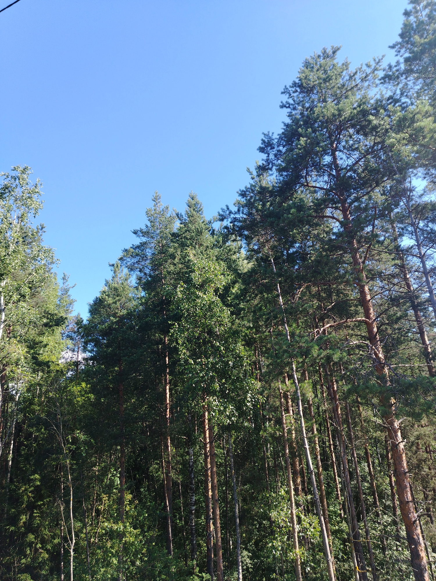 The image displays a dense forest with a clear blue sky overhead. Numerous pine trees, some with prominent reddish-brown bark, are visible, with their green needles forming a thick canopy. The foreground and midground are filled with the trunks and foliage of these trees, creating a layered effect. A few lighter-colored trees, possibly birch, with white bark, are interspersed within the darker pines, particularly on the left side of the image. The sunlight filters through the branches, creating areas of light and shadow within the forest. The scene appears to be a natural landscape, devoid of any visible man-made structures or human activity.