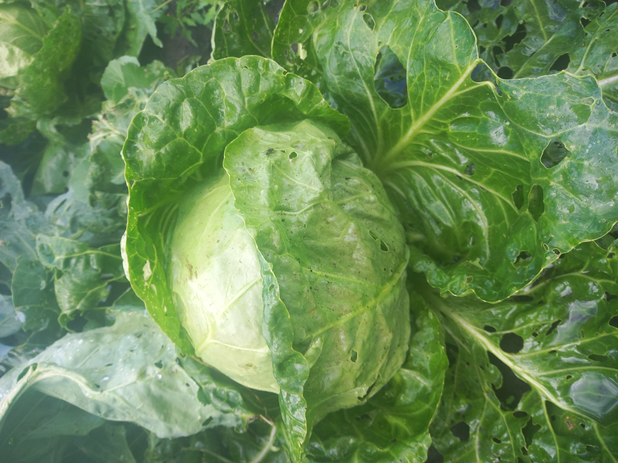 A close-up, slightly overhead shot showcases a large, light green cabbage head nestled amongst its outer leaves in what appears to be an outdoor garden. The cabbage is the central focus, with its tightly packed leaves forming a rounded shape. The surrounding leaves are a deeper green and exhibit signs of damage, with numerous holes and imperfections, suggesting insect activity or natural wear. Water droplets are visible on the leaves, indicating recent moisture. The background is blurred, showing more greenery and hints of dark soil or ground. The scene is natural and unprocessed, with no human presence or artificial elements. The image was taken in the city of Komsomolskoye, Russia.