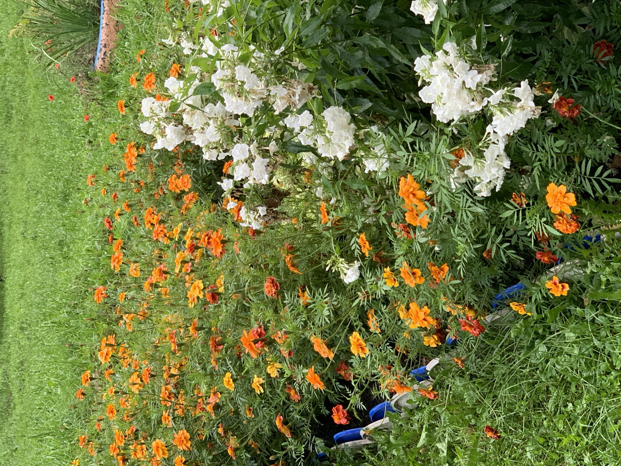 The image shows a flower bed with marigolds in shades of orange and yellow, interspersed with white flowers. The flowers are growing in an outdoor environment, with green grass visible in the background. Some gardening tools, including a blue spade and a rake, are partially visible on the left side of the frame. The scene appears to be a residential garden or park. There is no discernible indication of the specific location within Prokopyevsk, Russia, or any people present in the image.