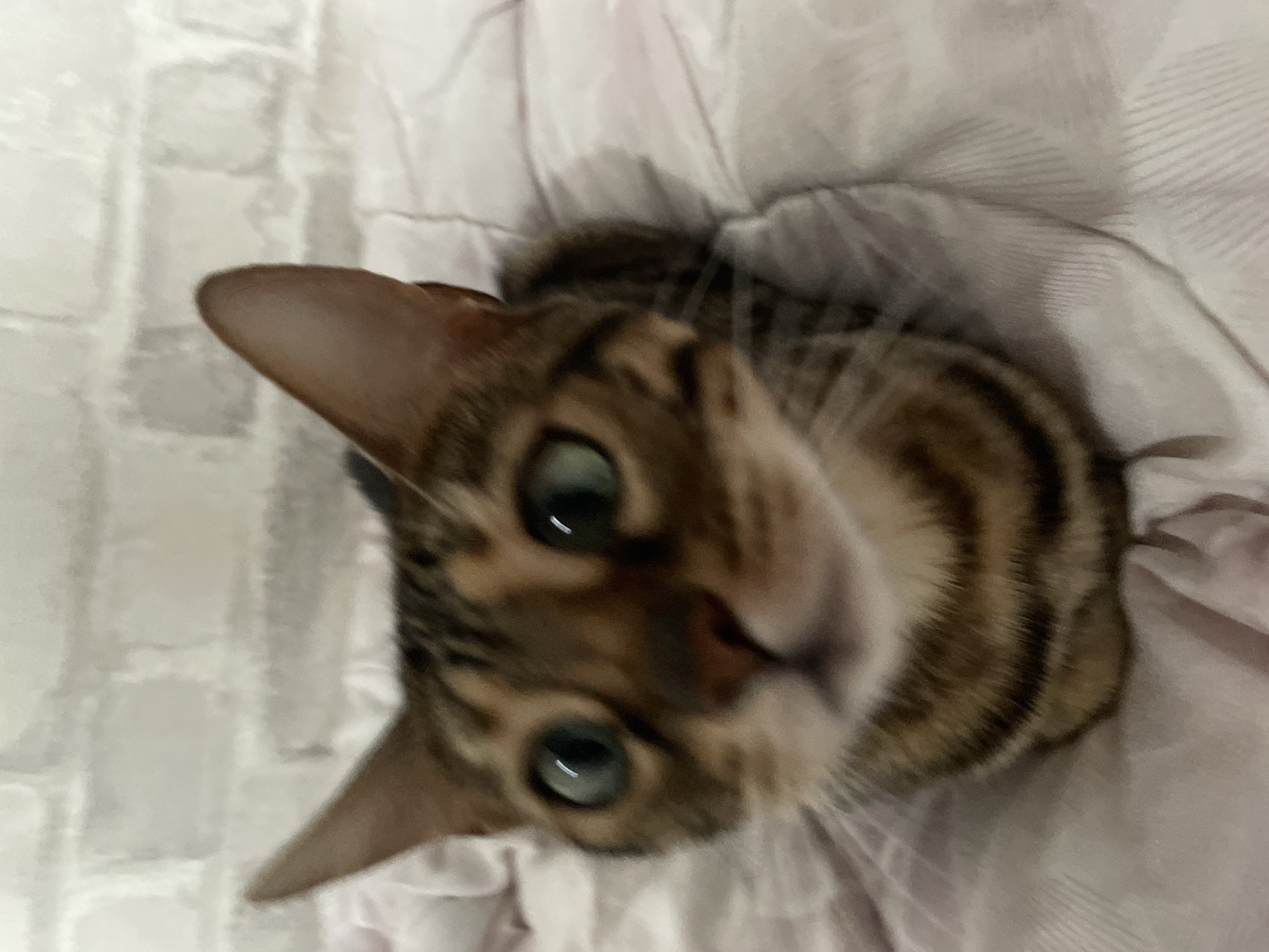A close-up, low-angle, blurry photograph shows a Bengal cat with green eyes and distinctive brown and black markings. The cat is sitting on a pink blanket with a textured pattern. Behind the cat, a white brick wall is visible. The image does not contain any identifiable landmarks or context to determine its location within Kamyshlov, Russia.