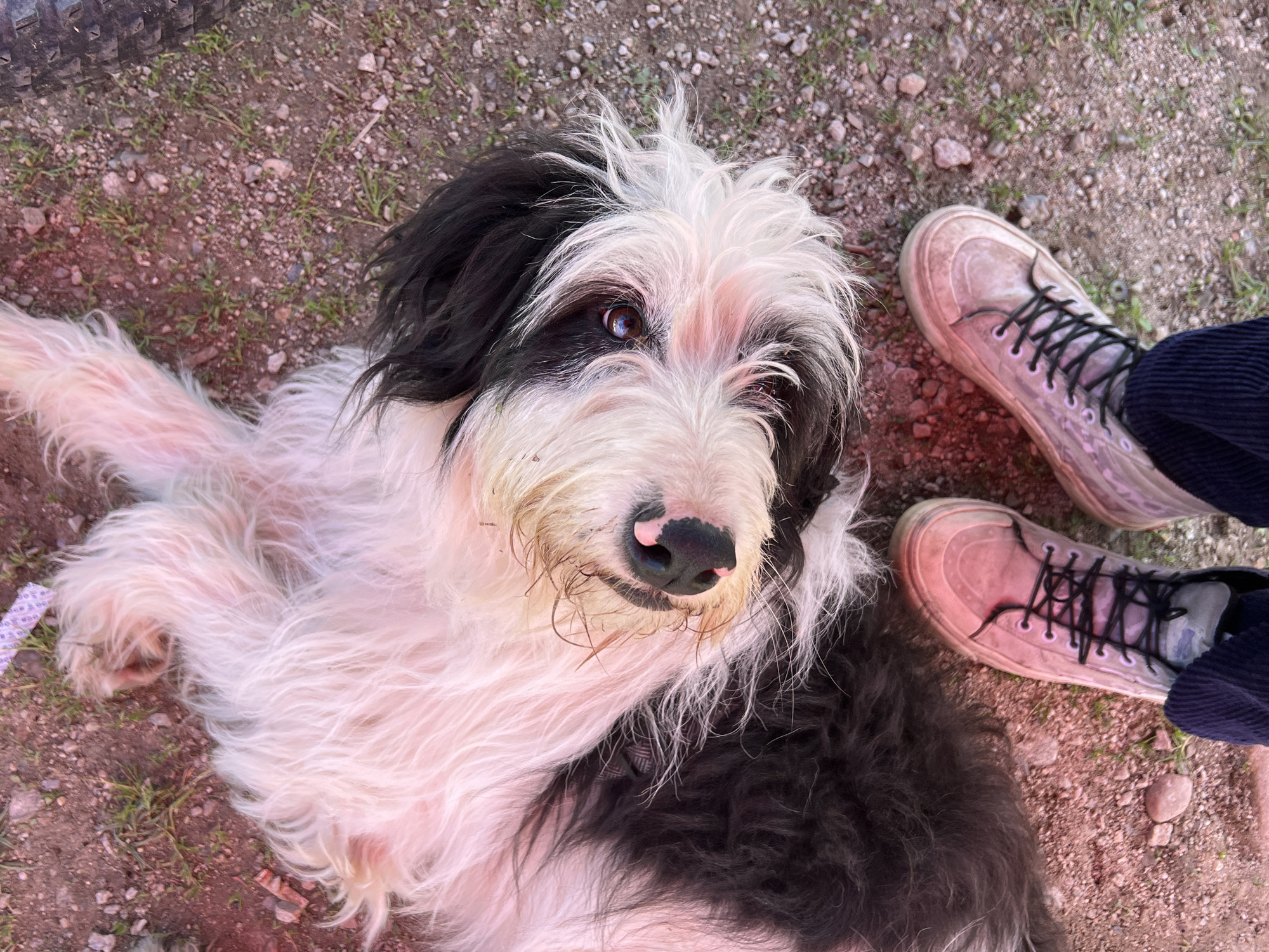A high-angle, full-body shot shows a dog lying on its back on the ground, its paws extended upwards. The dog has long, shaggy fur that is predominantly white with black markings on its head and back. Its nose is black with pink highlights. The dog's head is tilted upwards, facing the camera, and its eyes are open. The ground beneath the dog is a mixture of dirt, small stones, and sparse green grass. In the foreground, two feet wearing light-colored lace-up sneakers and dark blue corduroy pants are visible, suggesting the photographer is standing or sitting near the dog. A small, white, patterned object, possibly a piece of packaging, is visible on the ground to the upper left of the dog. The scene appears to be an outdoor setting, possibly a park or backyard, in Samokov, Bulgaria.