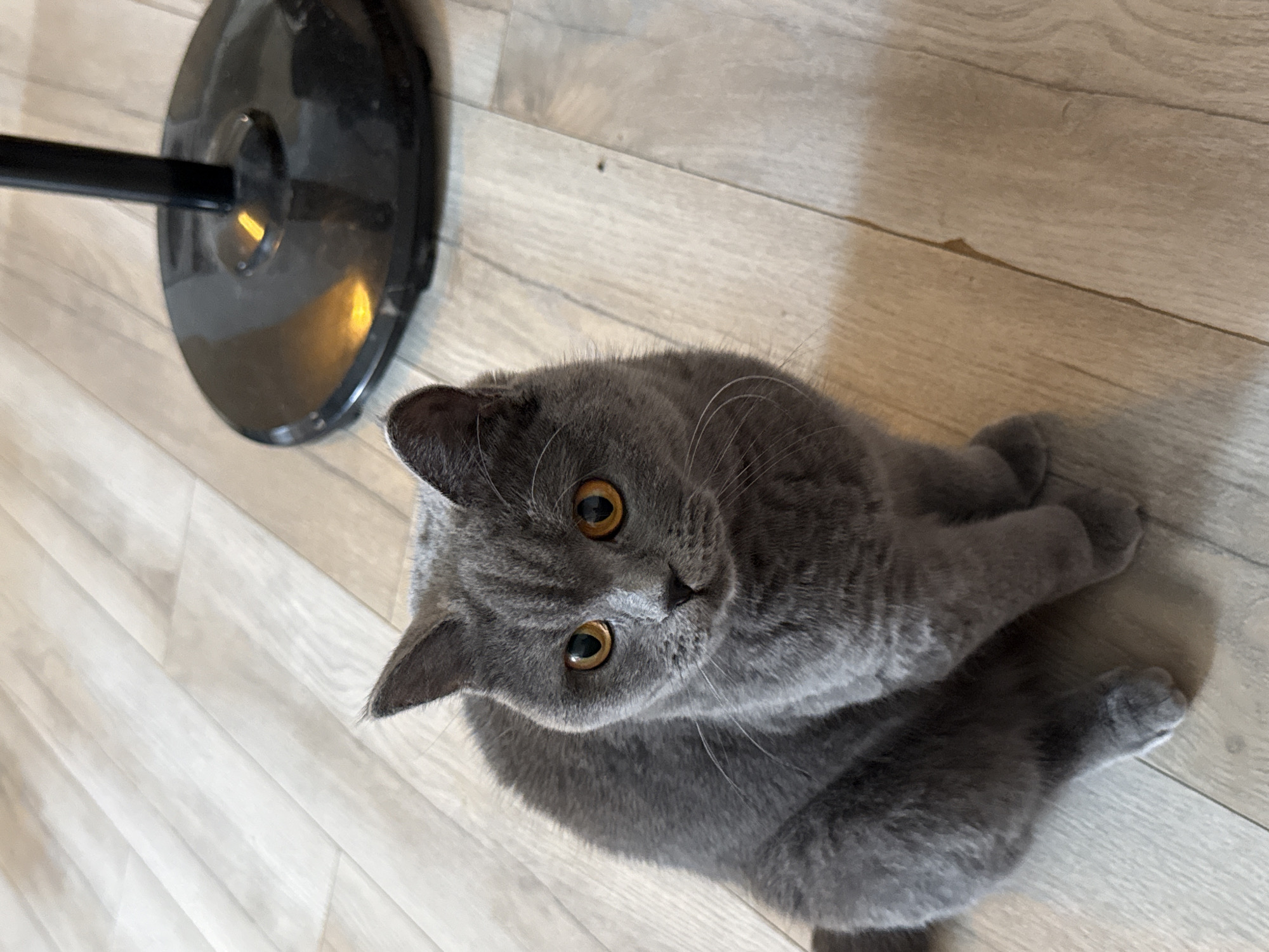 A British Shorthair cat with grey fur and orange eyes sits on a light-colored wooden floor. To the right of the cat is the black base of a standing fan. The lighting suggests an indoor environment, possibly a home. The image does not provide any information about the location in the city of Szczecin, Poland.