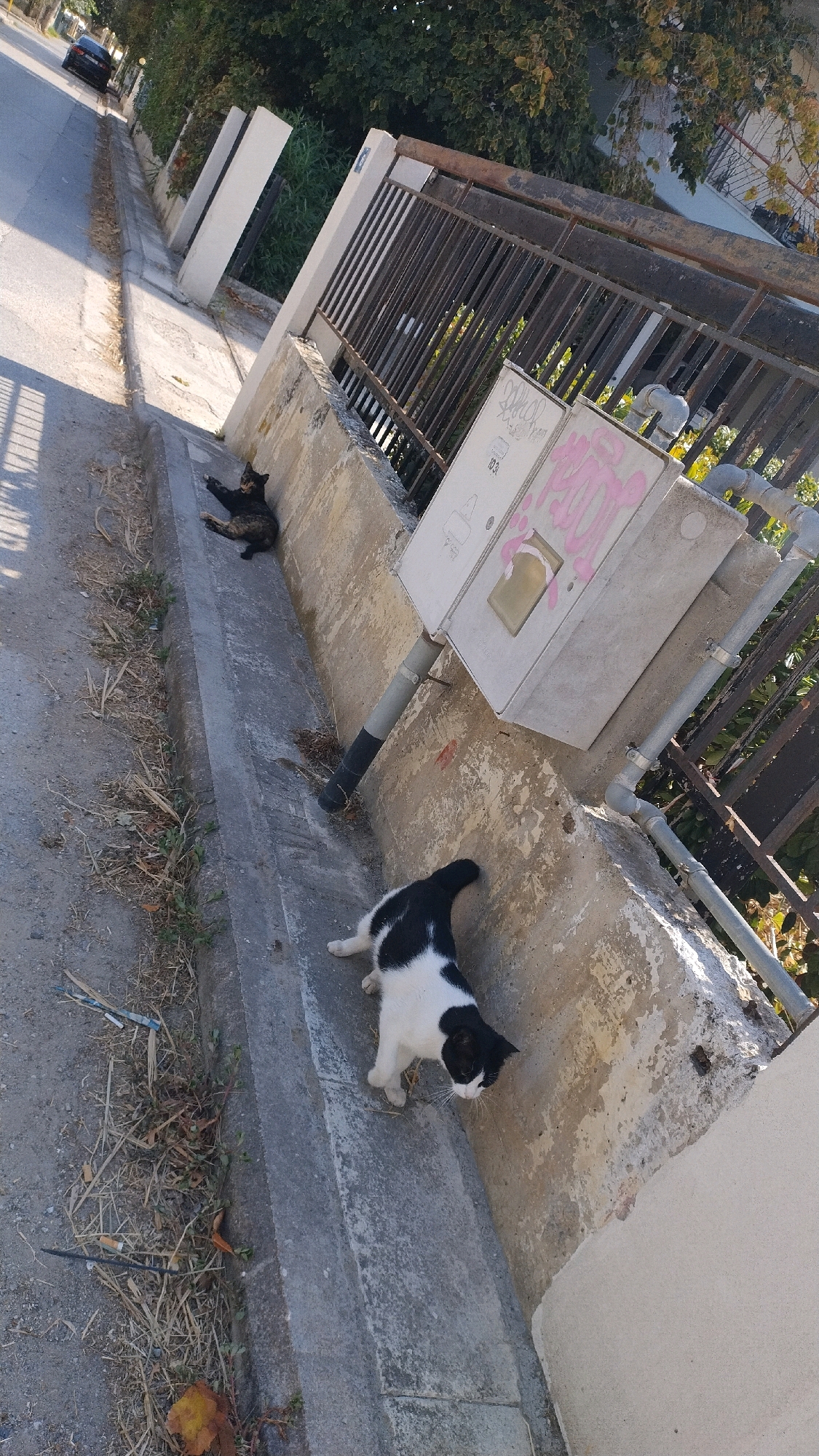 The image depicts an outdoor scene in Perea, Greece, featuring two domestic cats in an urban environment. A black and white cat is positioned in the foreground, facing right and walking along a concrete curb. Its body is partially visible, showing its black head and white markings on its chest and paws. Behind it, further up the curb and towards the left of the frame, a dark-colored cat is lying down with its legs extended. The cats are situated alongside a concrete drainage ditch that runs adjacent to a paved road. In the background, a dark metal fence with vertical bars is visible, behind which is lush green foliage. A grey electrical utility box is mounted on a concrete structure near the fence. A black car is driving on the road in the distance, suggesting a residential or commercial area. The overall environment appears to be a sunny day, with shadows cast on the ground.