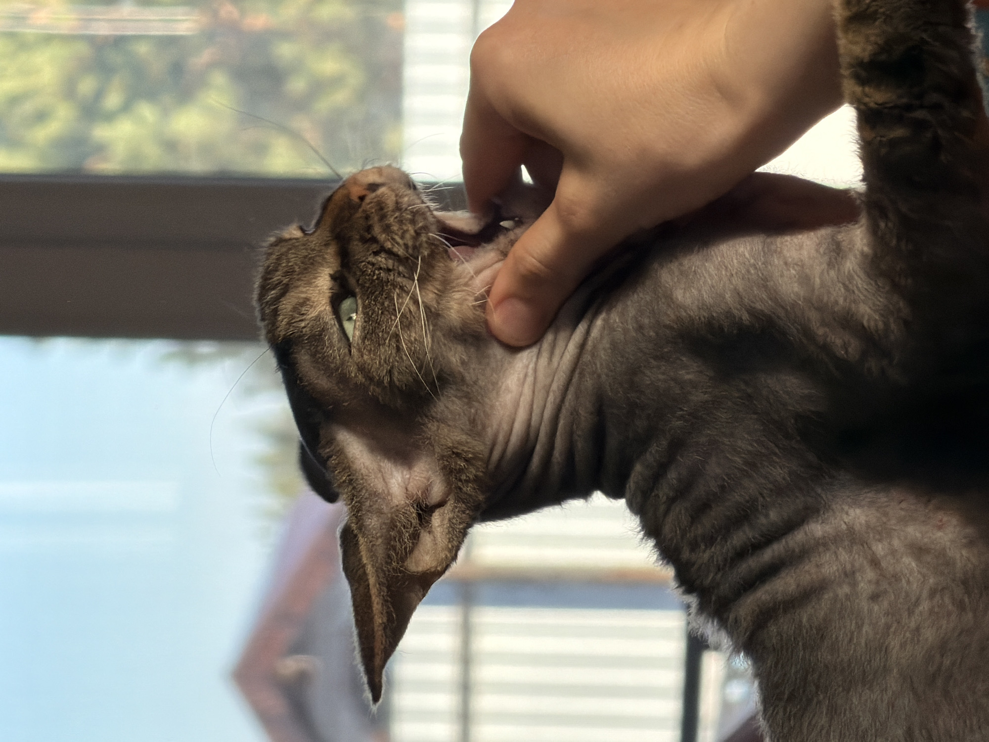 A brown Devon Rex cat is being held by a human hand. The cat's head is tilted back, revealing its teeth. The cat is positioned in front of a window. The location is not identifiable as Prikamskii, Russia, from the visual information available.