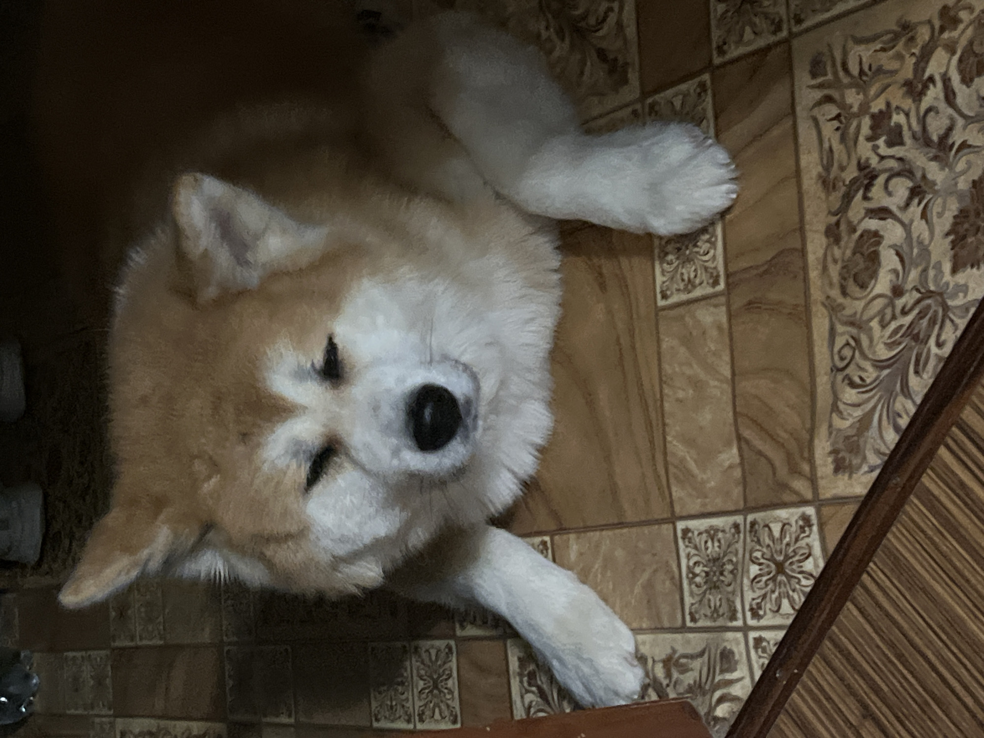 This is a close-up, high-angle shot of an Akita dog lying down on a tiled floor indoors. The dog is predominantly light brown and white, with its eyes closed and its head tilted slightly forward. Its front paws are visible, one extended to the left and the other slightly to the right. The floor is covered in brown and beige square tiles, some with decorative patterns. To the left of the dog, a wooden surface with diagonal lines is partially visible. In the blurred background, what appear to be feet of people and possibly some furniture can be seen. The lighting suggests an indoor environment with low light conditions. There is no specific information that can pinpoint the location to Minsk, Belarus.