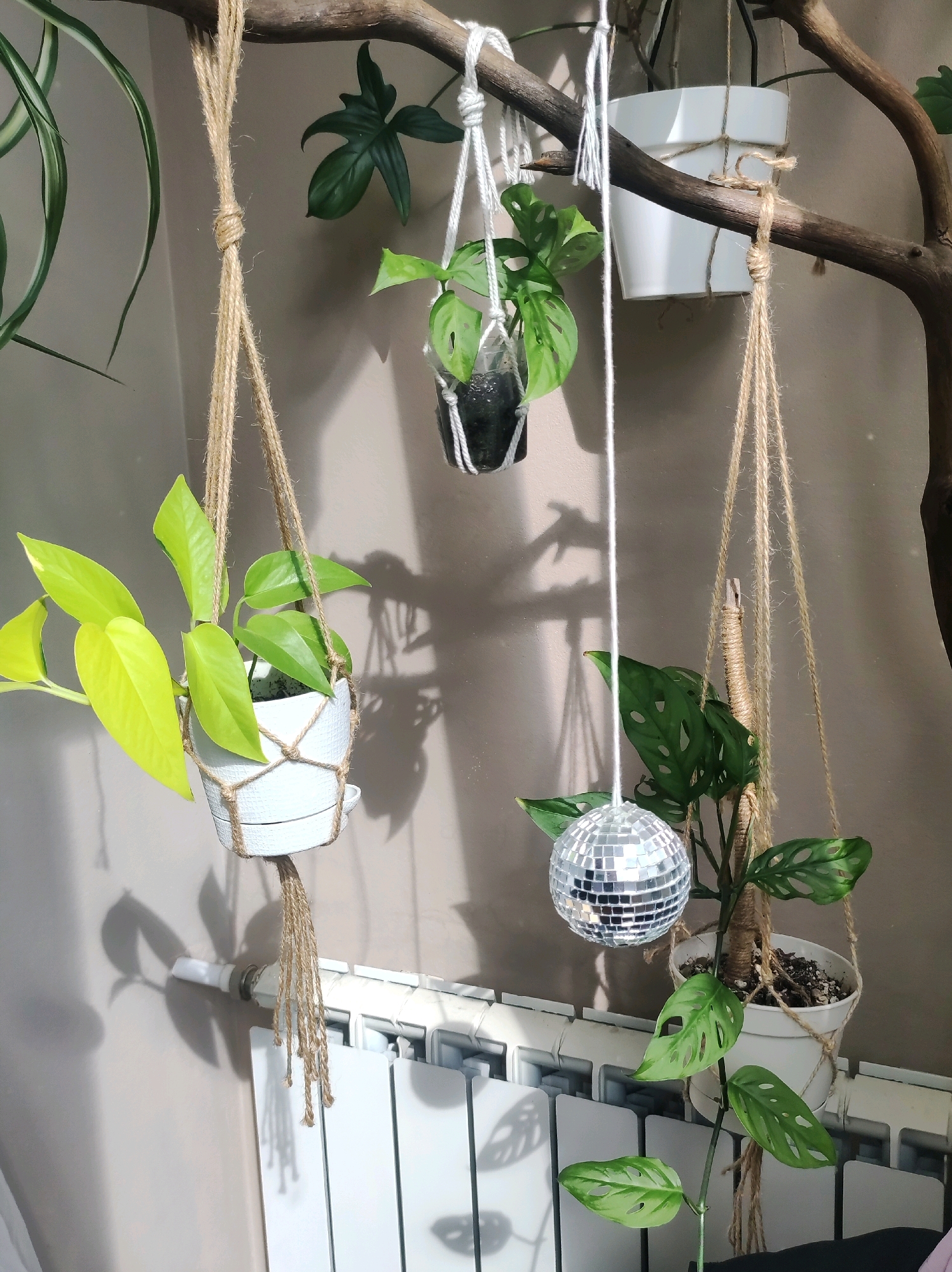 The image shows a collection of potted plants hanging from a branch that is suspended from the ceiling. The plants are in various types of pots, including white ceramic pots and clear glass containers. Some of the plants appear to be Pothos, with their characteristic heart-shaped leaves, while others may be Monstera varieties, identifiable by their fenestrated leaves. The plants are hung using macrame hangers made of jute and white rope. A small disco ball is suspended from one of the hangers, catching the light and reflecting it onto the wall. The background is a neutral-colored wall, with shadows cast by the plants and the disco ball. A white radiator is visible along the bottom of the frame. The scene is likely an indoor setting, possibly a home or a commercial space, decorated with houseplants for aesthetic appeal. The city of Chaikovsky, Russia, is not depicted in this image; the image contains no discernible features that would indicate its location.