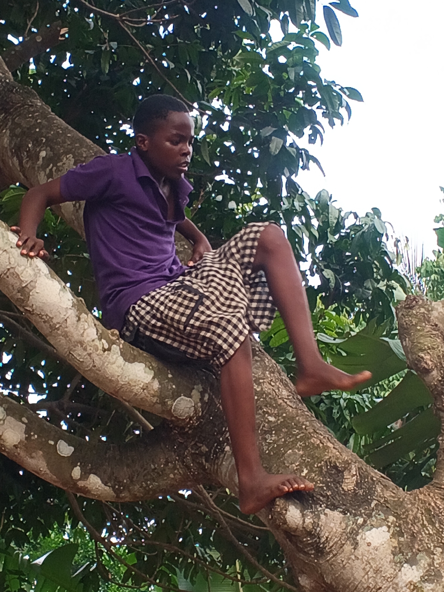 This full-shot photograph depicts a young boy, appearing to be of African descent, sitting on a thick tree branch. The scene takes place outdoors in Eziudo, Nigeria, characterized by abundant green foliage.
The boy is dressed in a short-sleeved purple polo shirt and black and white checkered shorts, and he is barefoot. His hands are gripping the gnarled, textured bark of the large tree branches for stability, suggesting he is actively climbing or perched high up. His facial expression is one of concentration or contemplation, as he looks slightly downwards and to his right.
The tree dominates the background with its dark green leaves, through which patches of bright, possibly overcast or sunny, sky are visible. The lighting indicates it is daytime. The branches have a robust appearance, with varying shades of grey and brown bark, accented by lighter, almost white, markings that could be lichen or natural discoloration. The overall impression is one of childhood exploration and comfort within a natural, verdant environment. There is no visible text in the image.