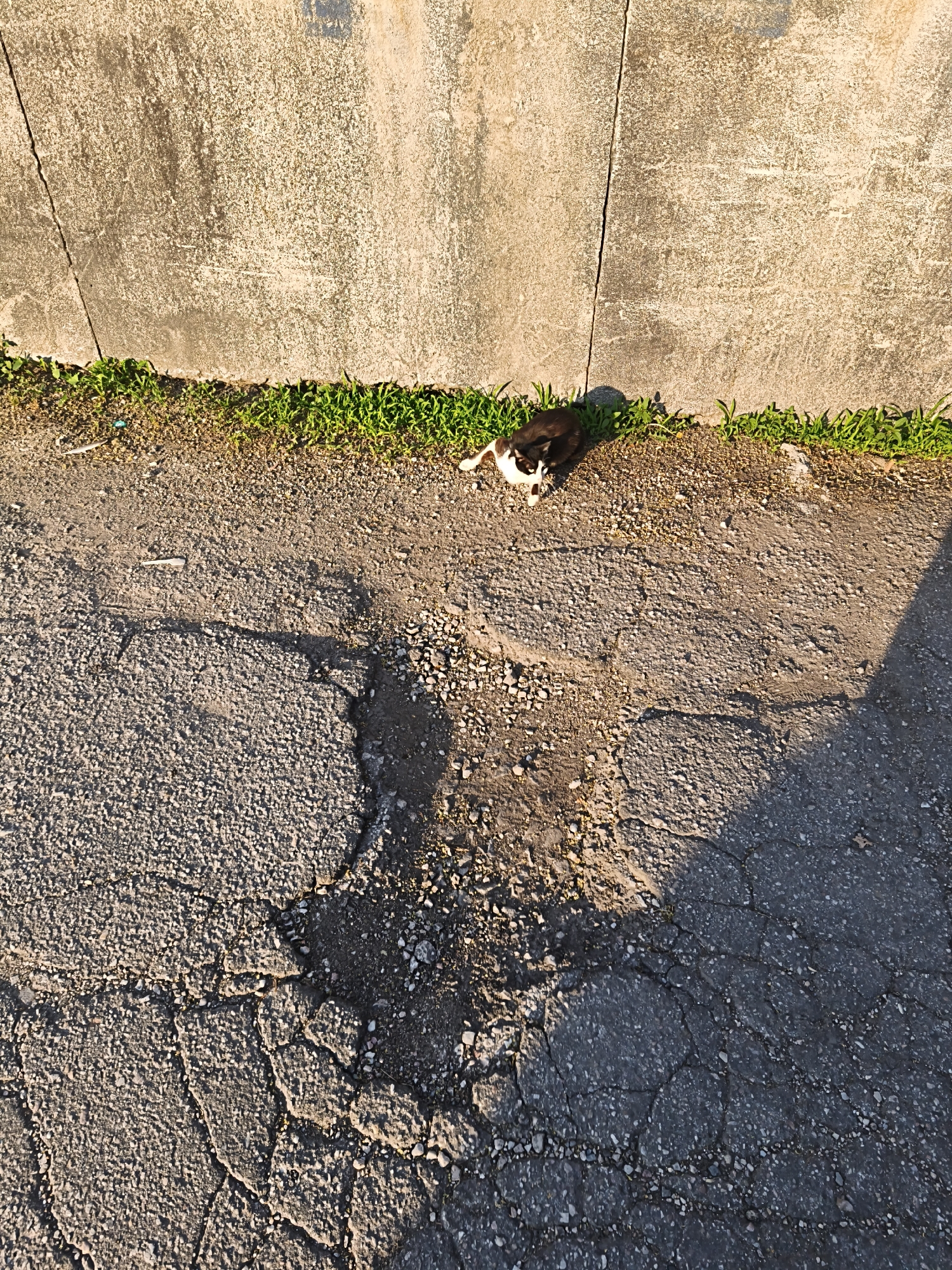 In the city of Harmanli, Bulgaria, a young black and white cat is curled up on the edge of a cracked asphalt road, next to a patch of green grass and a concrete wall. The cat appears to be sleeping or resting in the warm sunlight, with its body partially obscured by its own fur. The road is in disrepair, with numerous cracks and loose stones, suggesting it is a less-trafficked area. The concrete wall, likely part of a building or structure, shows signs of age and weathering. A shadow stretches across the road, indicating the sun is positioned to the left of the frame. There are no other living beings or objects of significant interest in the immediate vicinity.
