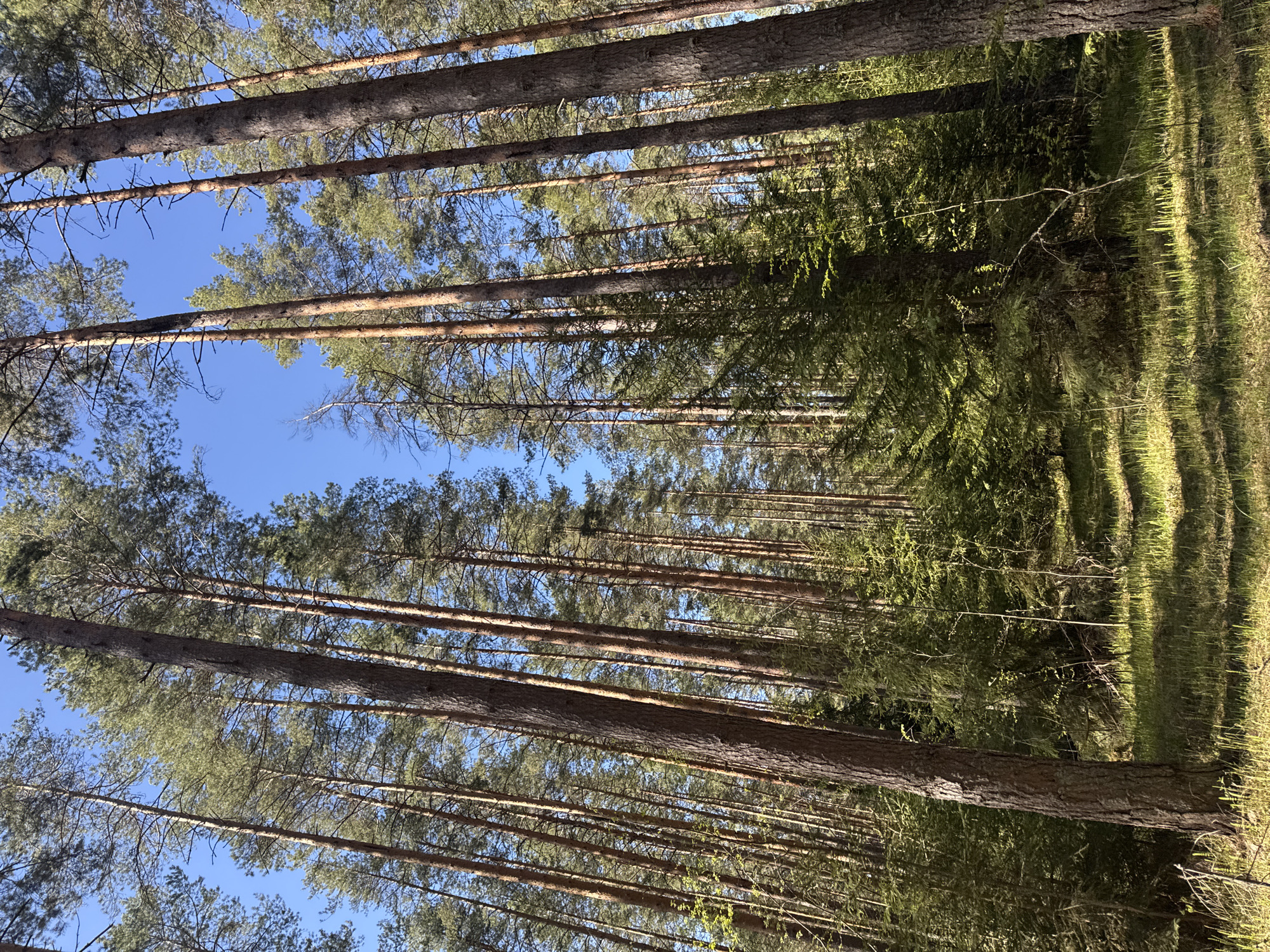 The image depicts a forest scene in what appears to be daylight. Tall, slender tree trunks dominate the frame, stretching upwards towards the sky, which is visible in patches between the trees. The trees are closely spaced, creating a dense, vertical composition. The color palette is primarily green and brown, with accents of blue from the sky. There are no people visible. The photo was taken in the city of Chaikovsky, Russia.