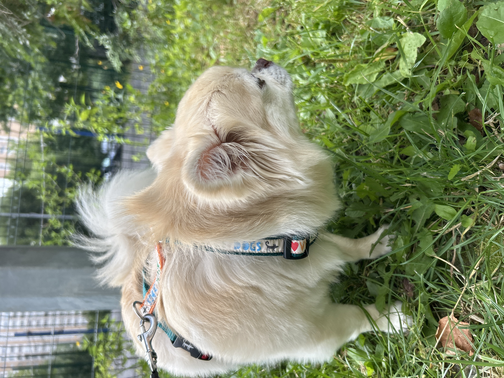 A light tan-colored, long-haired dog with a fluffy tail stands on green grass. The dog is wearing a patterned harness with green, orange, and blue accents. A metal leash clip is attached to the harness. In the background, there is a grey concrete pole, a metal fence, green trees, and a building. The scene appears to be in an outdoor urban environment in the city of Moskovskiy, Russia, likely a park or residential area with vegetation.