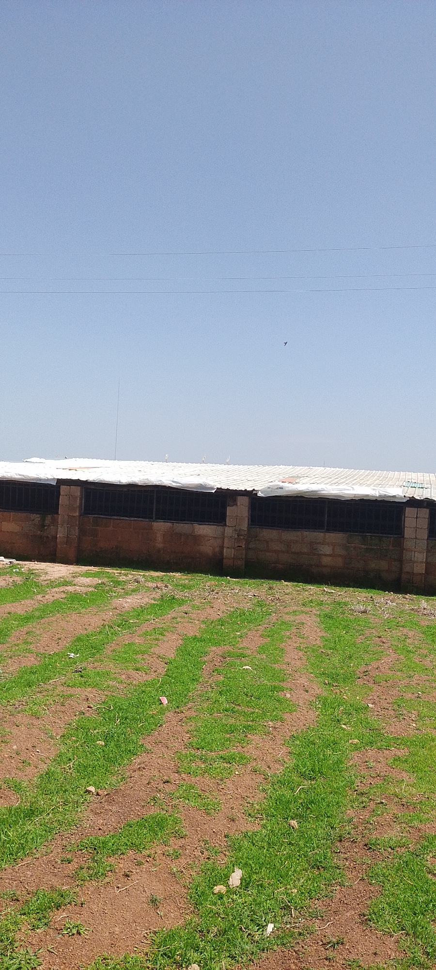 The image depicts an agricultural scene with a long, rectangular building in the background. The building has a white, corrugated roof and is constructed from brown bricks. The front of the building features a series of barred openings, suggesting it might be a barn or enclosure. In front of the building, a field is visible, with rows of young green plants growing in reddish-brown soil. The sky above is clear and blue. Several white birds are perched on the roof of the building, and a small dark bird is in flight in the sky. The image appears to be taken during the daytime. The specific location in Reifild-Ist, Nigeria is not discernible from the image itself.