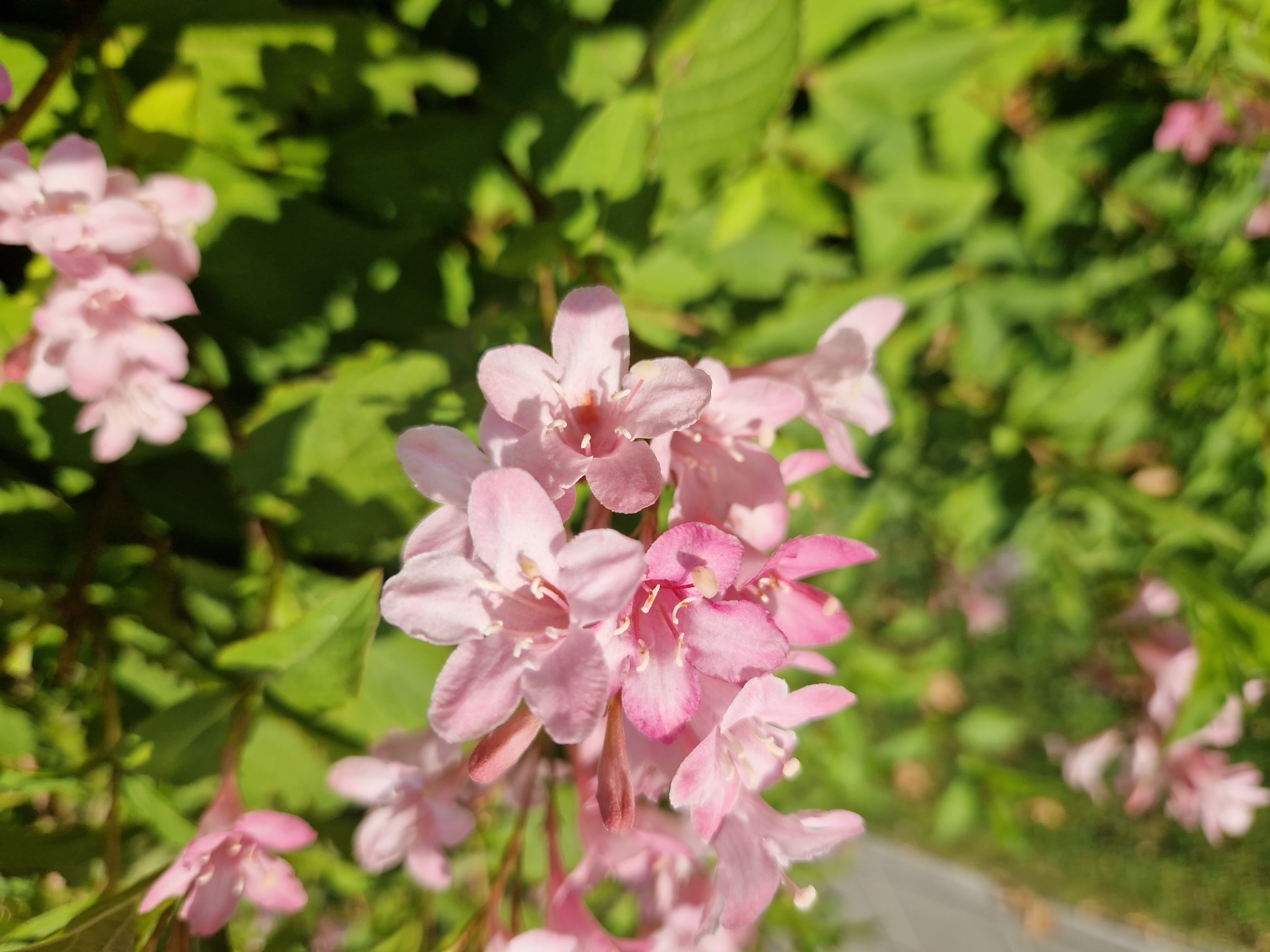 The image depicts a close-up, eye-level view of a cluster of pink flowers, likely Weigela, in bloom. The flowers have delicate, trumpet-shaped petals and visible stamens. They are attached to thin stems, some of which are also visible. The background consists of lush green foliage, suggesting a garden or park setting. Sunlight illuminates the scene, creating highlights on the petals and casting soft shadows on the leaves. The flowers are the primary focus, with a shallow depth of field blurring the background and other elements of the surroundings. The scene appears to be outdoors on a clear, sunny day. There is no indication of a specific location in the city of Sofia, Bulgaria.