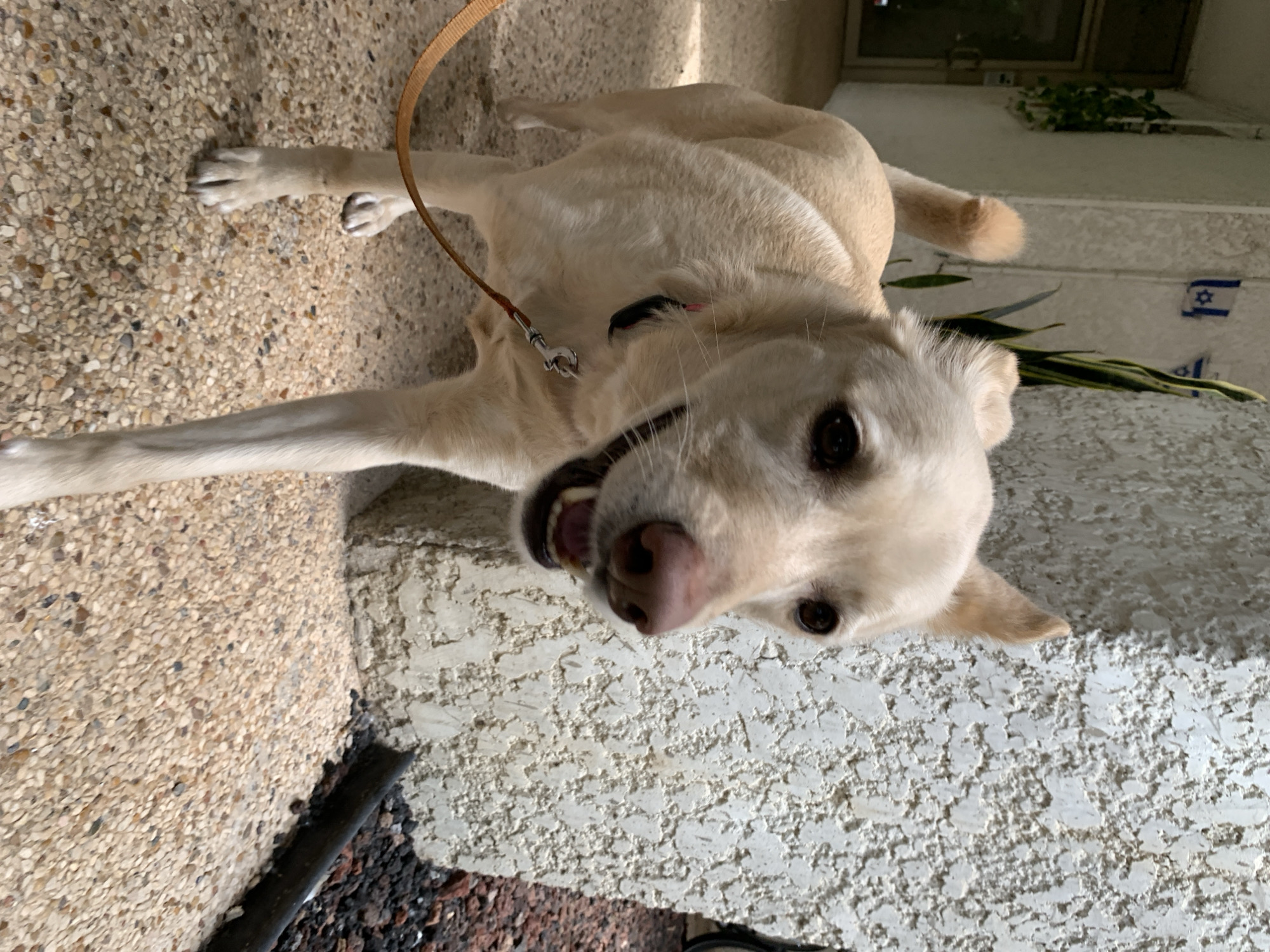 A beige Labrador Retriever dog lies on an outdoor surface constructed of concrete and aggregate stone, with a brown leash attached to its collar. The dog's head is turned towards the camera, mouth slightly open revealing its teeth, and eyes looking up. A black pipe is visible in the lower-left corner. In the upper-right corner, a white exterior wall is seen with a blue and white flag of Israel, a window with greenery behind it. Based on the flag, the location is Tel-Aviv, Israel.