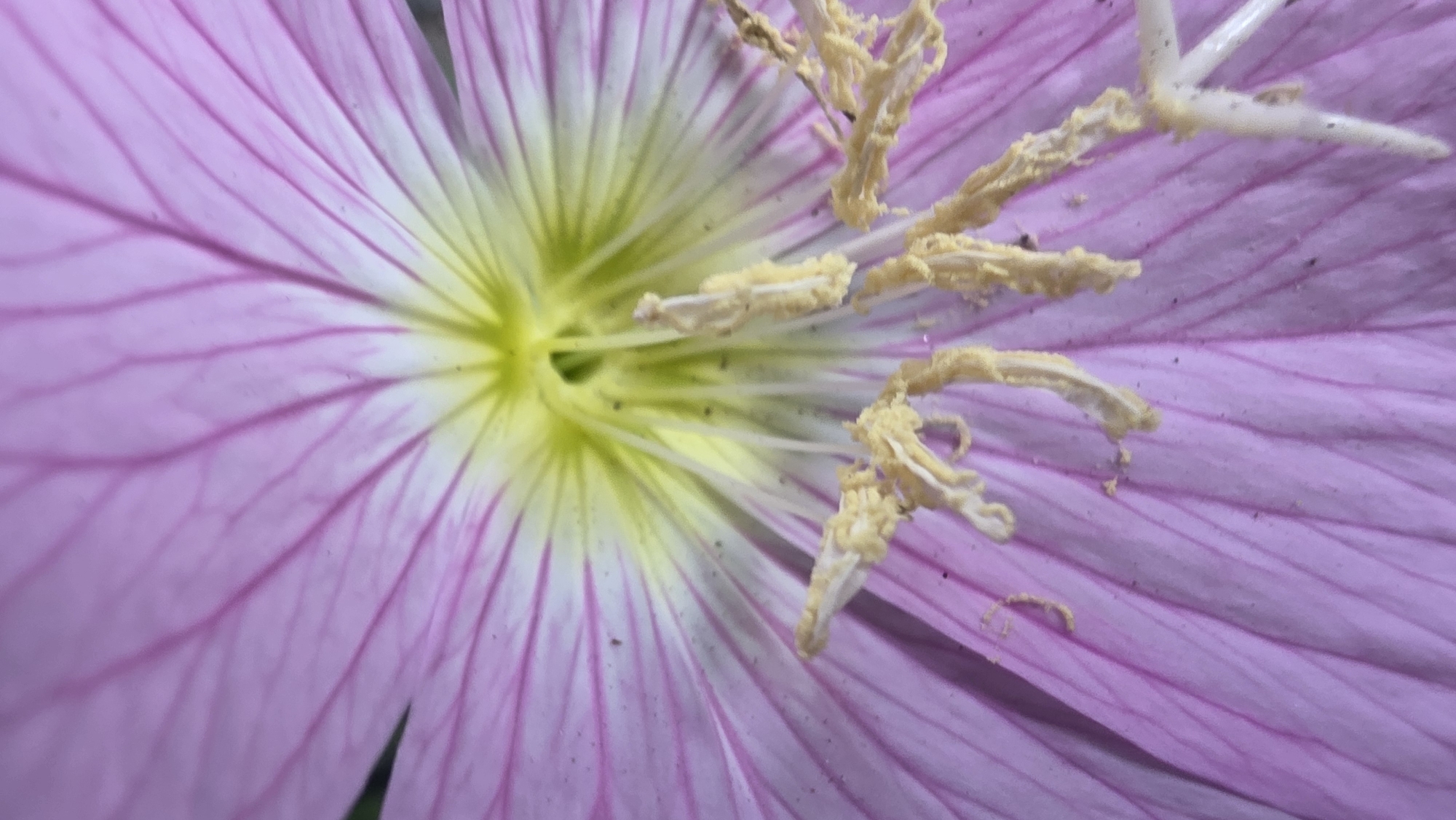 The image shows a close-up of a pink flower with a yellow center. The petals have visible veins, and there are prominent stamens covered in pollen. There is no evidence to suggest the image was taken in Blagoevgrad, Bulgaria.