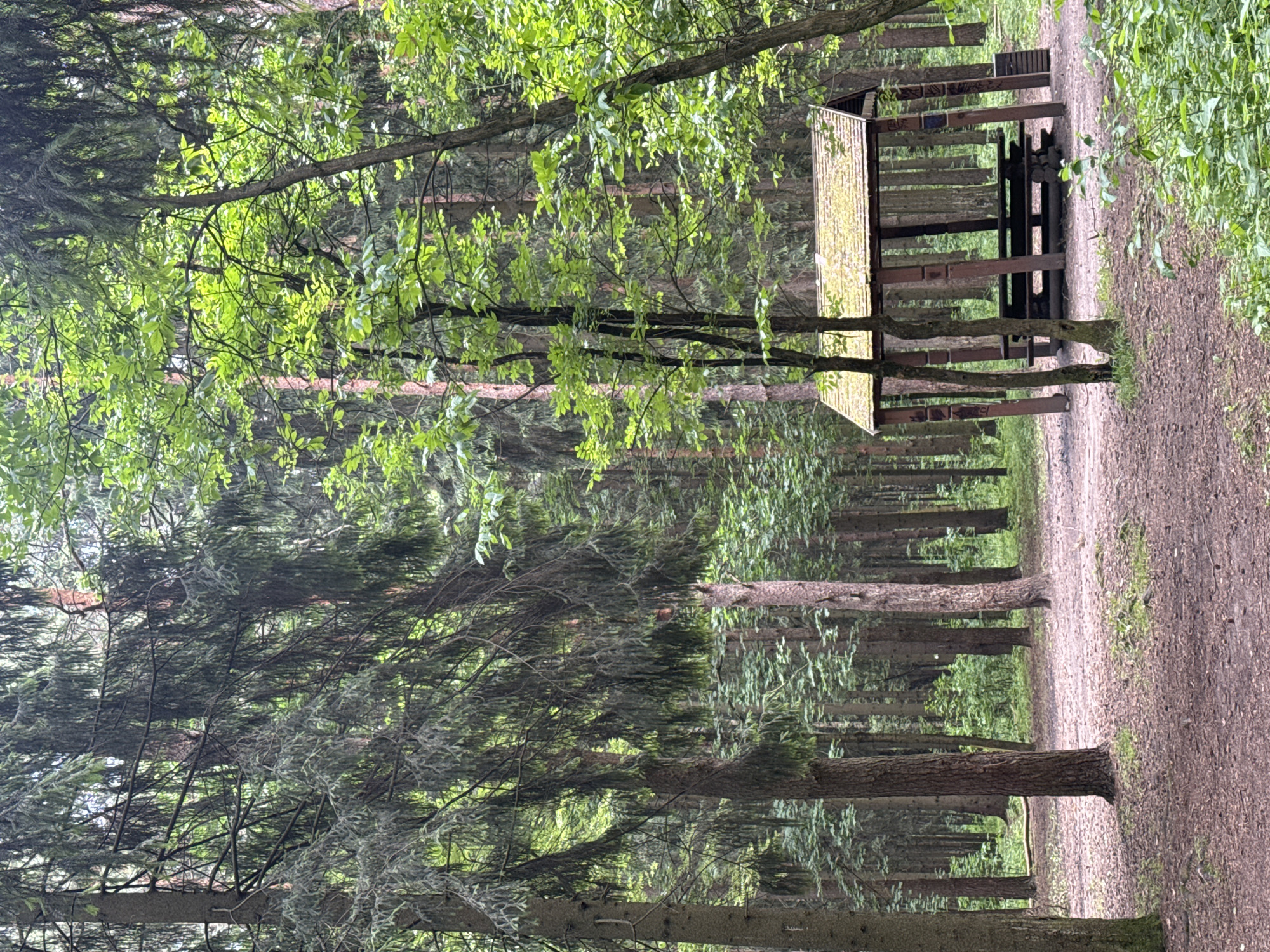This media file depicts a rustic wooden picnic shelter located in a forest. The shelter has a sloped roof and benches. The surrounding area is dense with trees, including evergreens and deciduous trees with lush green leaves, suggesting a temperate climate and possibly spring or summer. A dirt path runs alongside the shelter, indicating a trail through the woods. The lighting suggests it is daytime, and the overcast sky might imply a mild or slightly cloudy weather. There is no visible text in the image. The scene evokes a sense of peacefulness and nature.