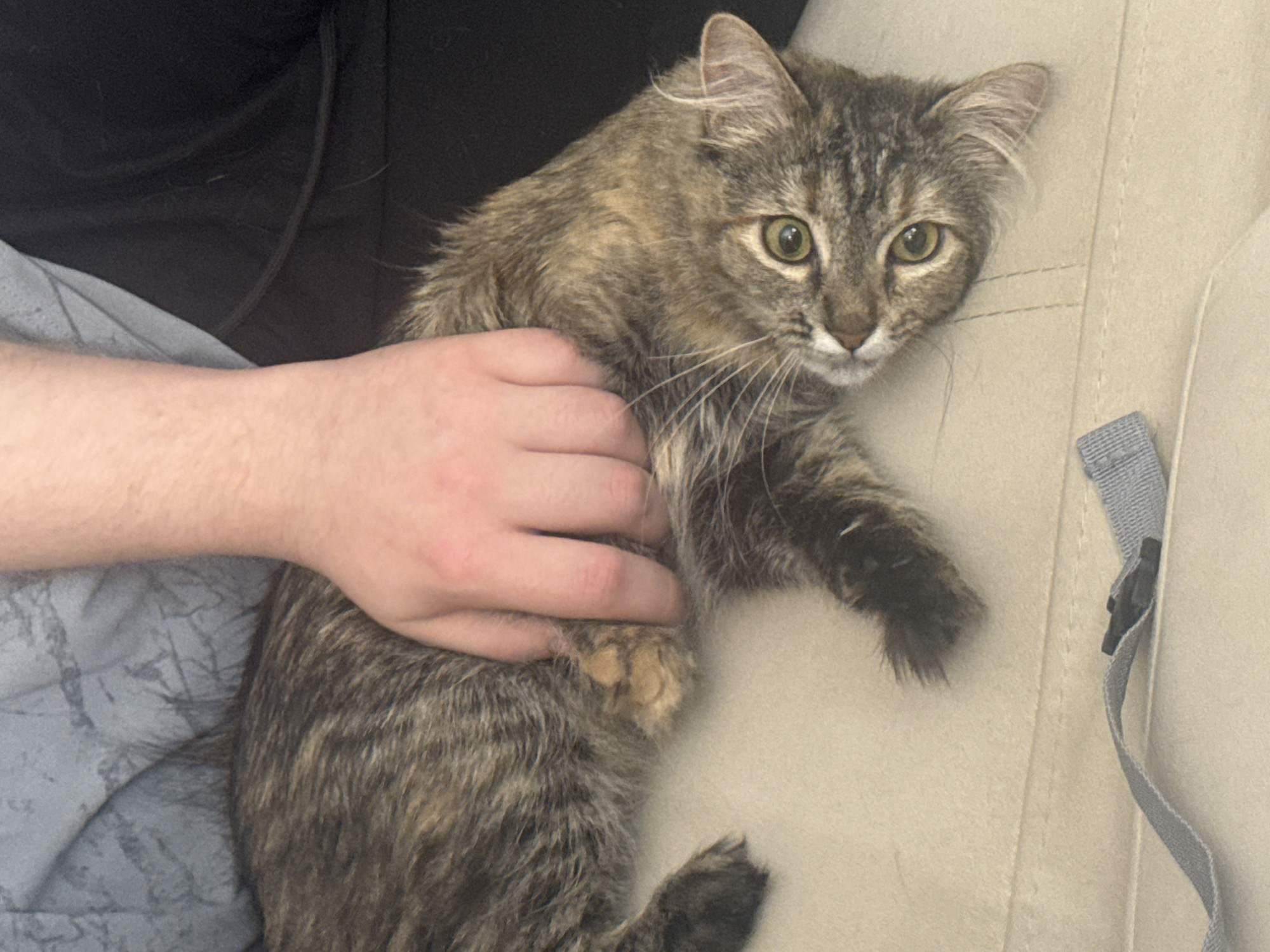 A medium-haired tabby cat lies on its side on a light-colored surface, possibly a couch. A person's hand is holding the cat's side near its hind legs. The cat is looking directly at the camera with wide, green eyes. The background consists of a grey textured fabric and black fabric. A grey strap with a black buckle lies in the foreground on the light-colored surface. The image appears to be taken indoors. There is no information available to determine the location in the city of Saratov, Russia.