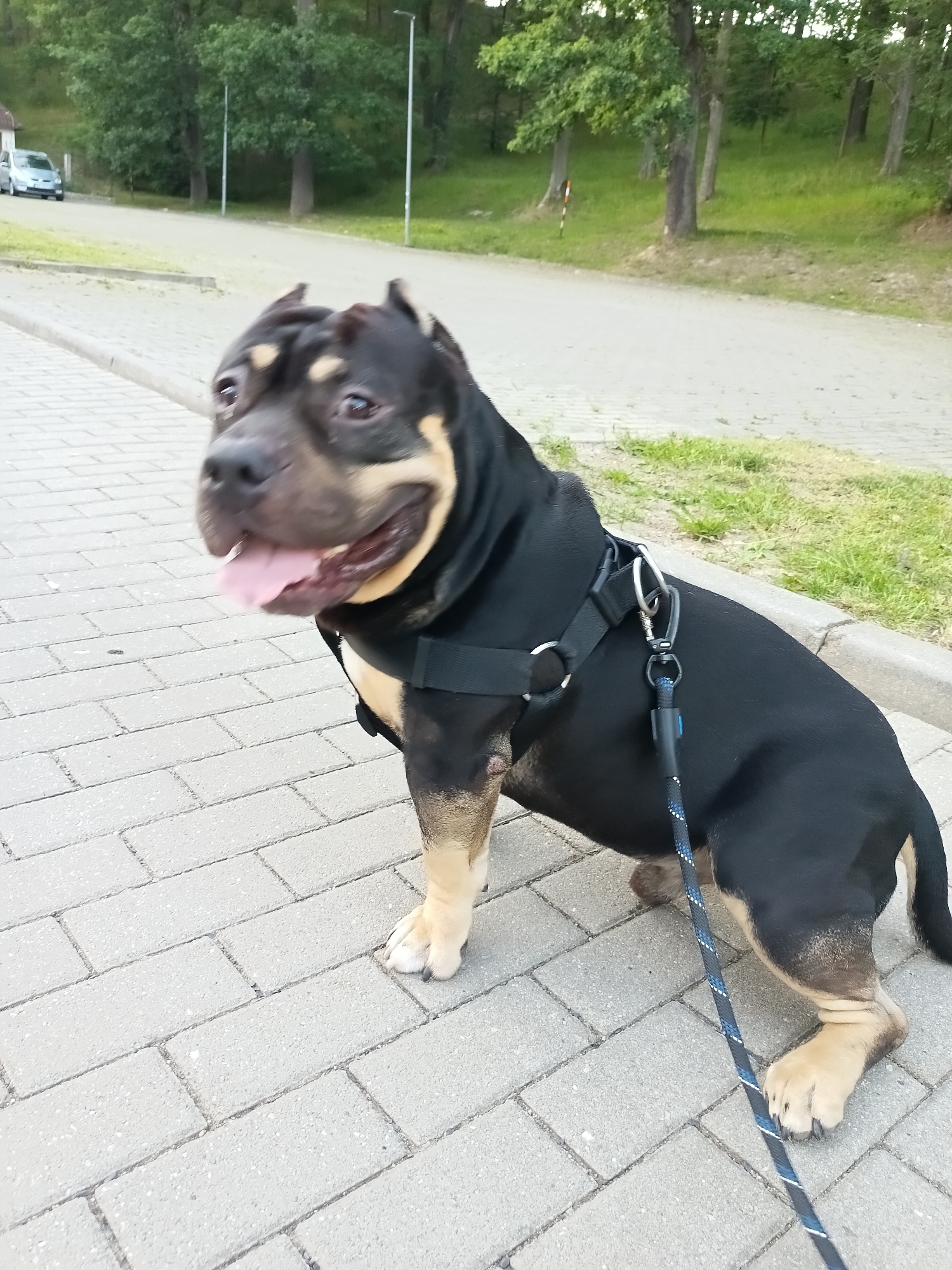 A black and tan American Bully dog is pictured on a paved walkway in Cheb, Czechia. The dog is wearing a black harness and a blue and white patterned leash is attached. The dog is looking to the left of the frame with its mouth open and tongue visible. In the background, there is a street with a silver car, a sidewalk, a grassy embankment with trees, and lampposts. The walkway is constructed of interlocking grey pavers.