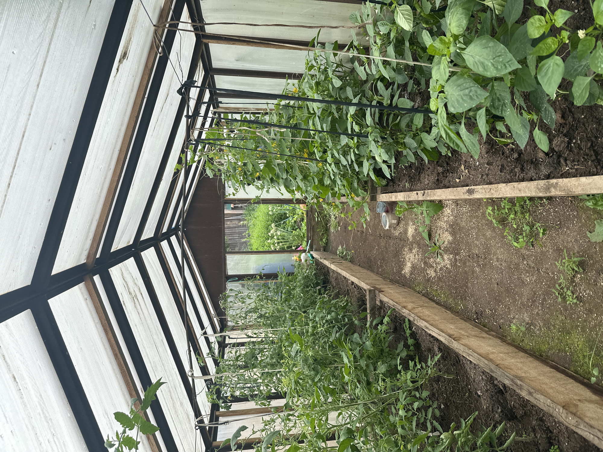 The image shows the interior of a greenhouse located in Sosnovo, Russia. The greenhouse has a transparent corrugated roof supported by a dark metal frame. Inside, there are two raised garden beds filled with soil, separated by a dirt path. The left bed contains numerous tomato plants supported by stakes and twine. The right bed features tall plants with yellow flowers, likely cucumbers or similar vining plants, also supported by stakes. In the foreground of the right bed, there are smaller plants, possibly bell peppers, with broad green leaves. The environment appears to be a home garden or small-scale agricultural setting, given the rustic construction of the greenhouse and the presence of various cultivated plants.