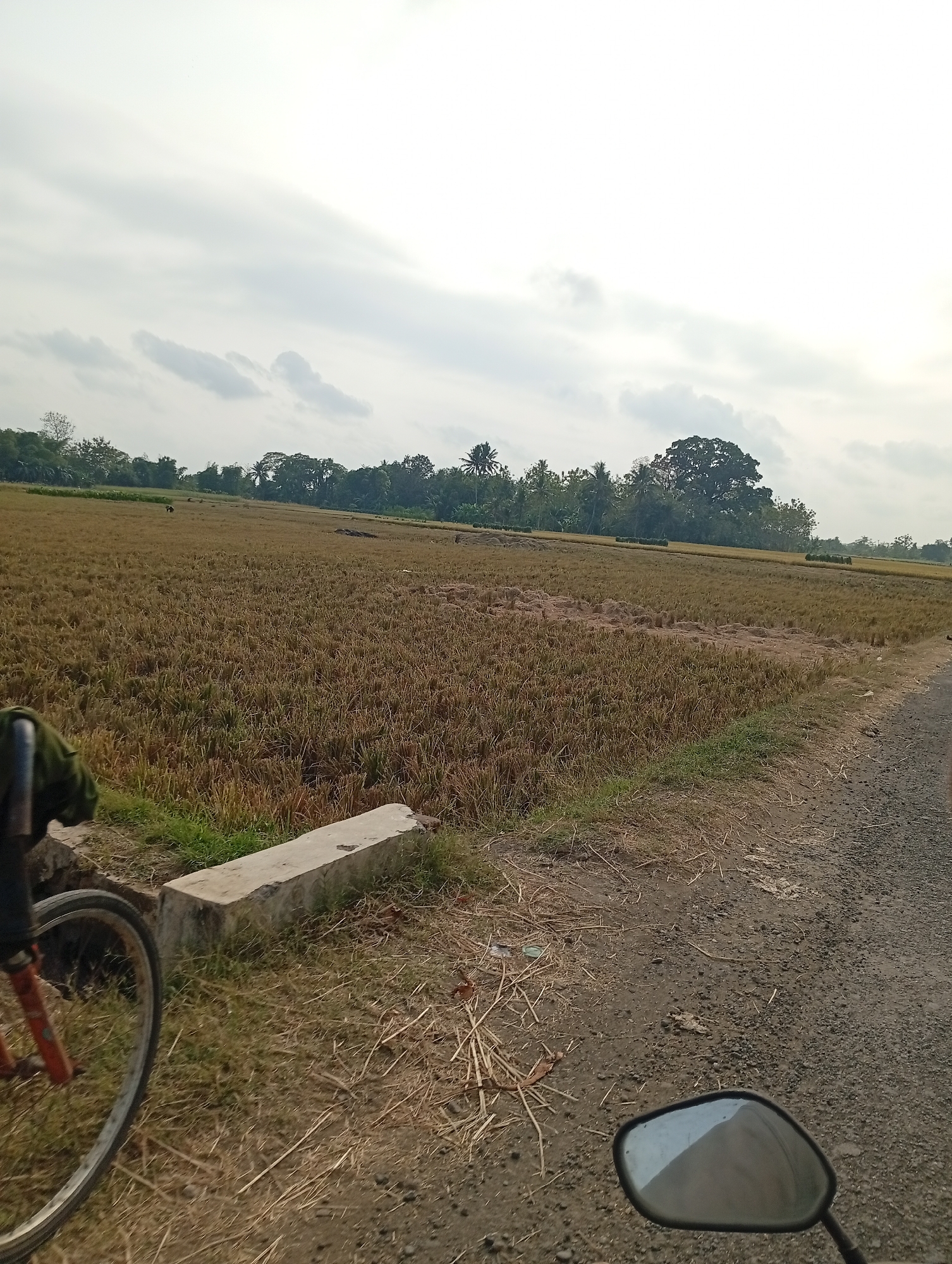 The image depicts a dry, harvested rice field under a cloudy sky. The field is mostly a uniform brown, with some scattered patches of green grass along the edge of a dirt road. To the left, the front wheel and part of the frame of a bicycle are visible. On the right side of the image, the rearview mirror of a motorcycle is visible, reflecting the sky. In the distance, a line of trees forms the horizon, with a large, prominent tree in the center. There are a few dark shapes scattered in the field, possibly livestock or hay bales. The overall impression is one of rural landscape, likely in a tropical or subtropical region given the vegetation.