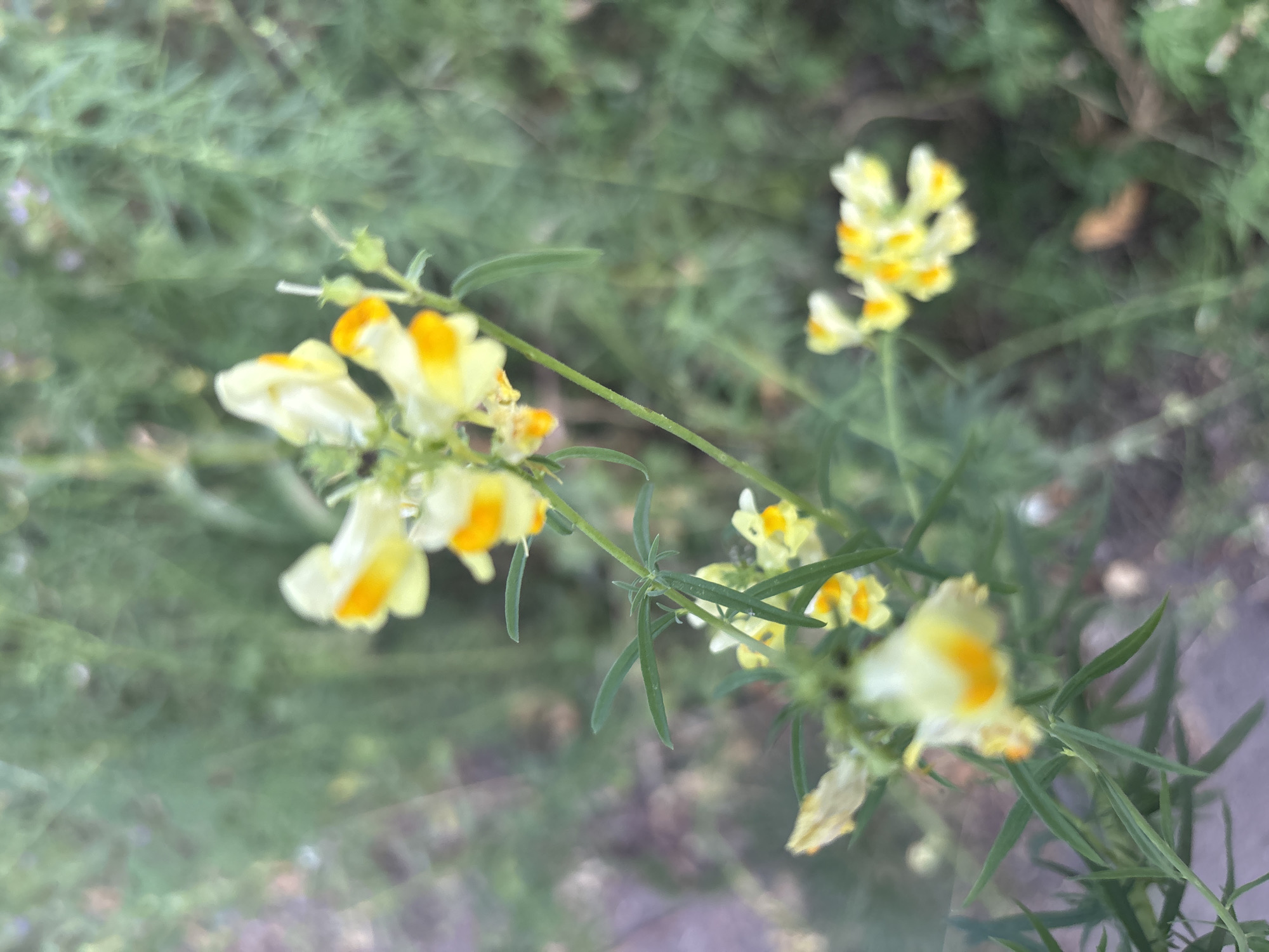 This is a close-up, slightly blurred photograph of a flowering plant with small, yellow and white blossoms, some with orange centers. The flowers are clustered on thin green stems, with delicate green leaves visible. The background is also blurred, showing a soft-focus wash of greens and some hints of purple, suggesting other vegetation and possibly a natural or garden setting. There is a blurred, light-colored path or surface in the lower left corner. The overall impression is of a natural scene, possibly in a park or garden, likely during daylight given the lighting. The image does not contain any people or identifiable man-made structures beyond the hint of a path, making it impossible to definitively place it within the city of Kryvyi Rih, Ukraine, or any specific location.