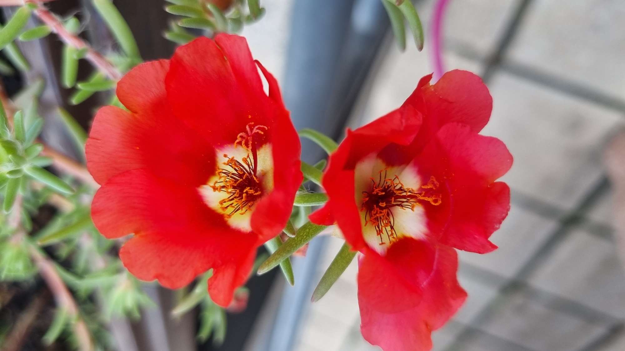 A close-up, overhead shot shows two vibrant red flowers with yellow centers and orange stamens. The flowers appear to be purslane, a succulent plant known for its bright blooms and ability to thrive in sunny, dry conditions. The foreground is dominated by the two flowers, one above the other, with the top flower slightly larger and more in focus. The background is blurred, featuring green foliage and what appears to be a wooden or stone surface. The overall impression is one of natural beauty and delicate detail. The scene does not provide any information regarding the city of Berehove, Ukraine, or any specific location within it. There are no people, actions, or interactions visible in the image.