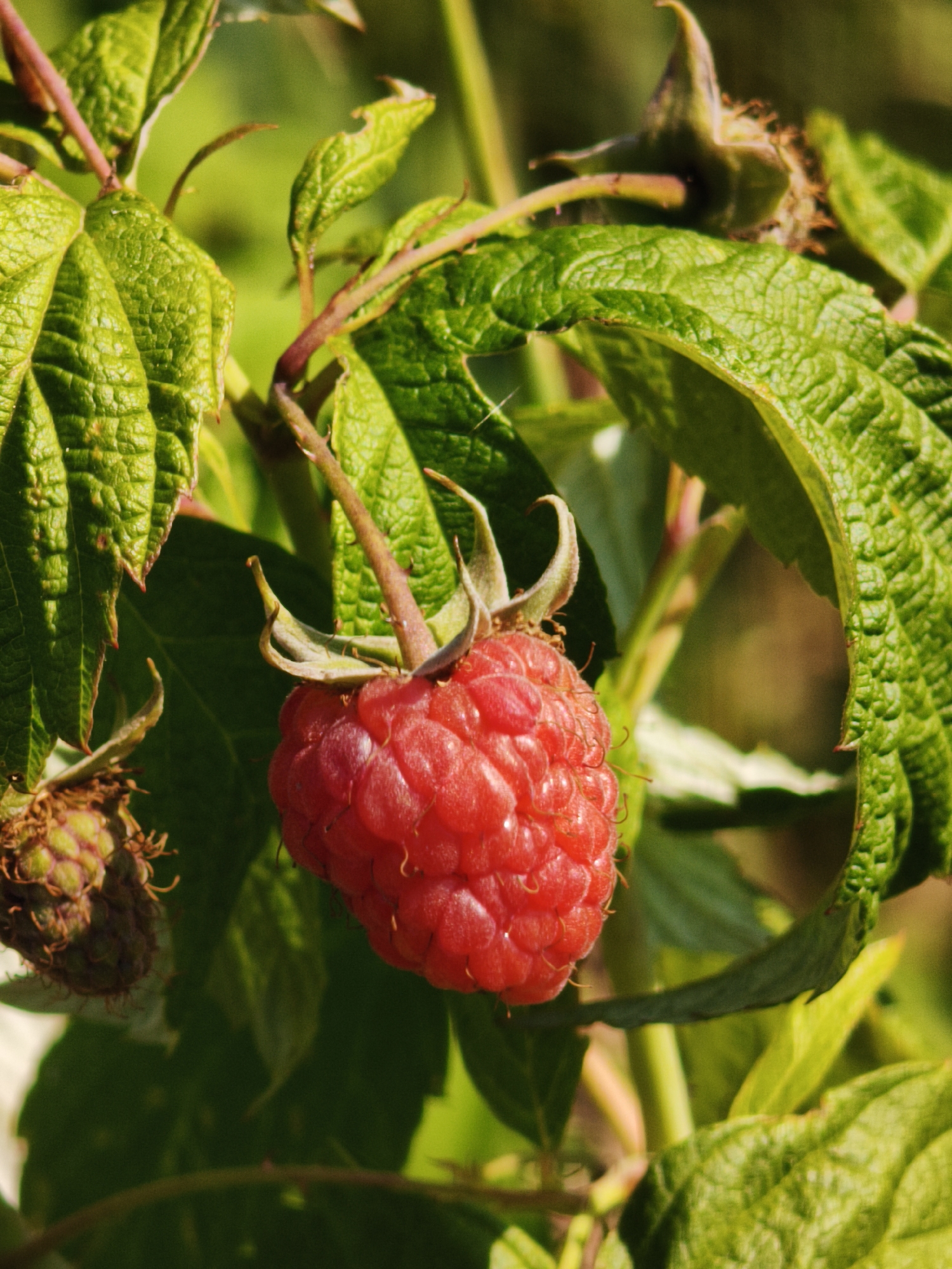 A close-up, vertical shot shows a ripe raspberry hanging from a plant stem amidst green leaves. The raspberry is a vibrant red, with its drupelets clearly defined. To the left, a less ripe, green raspberry is visible. The background is a soft blur of green foliage and sunlight. The scene is set in a garden in Steblivka, Ukraine.