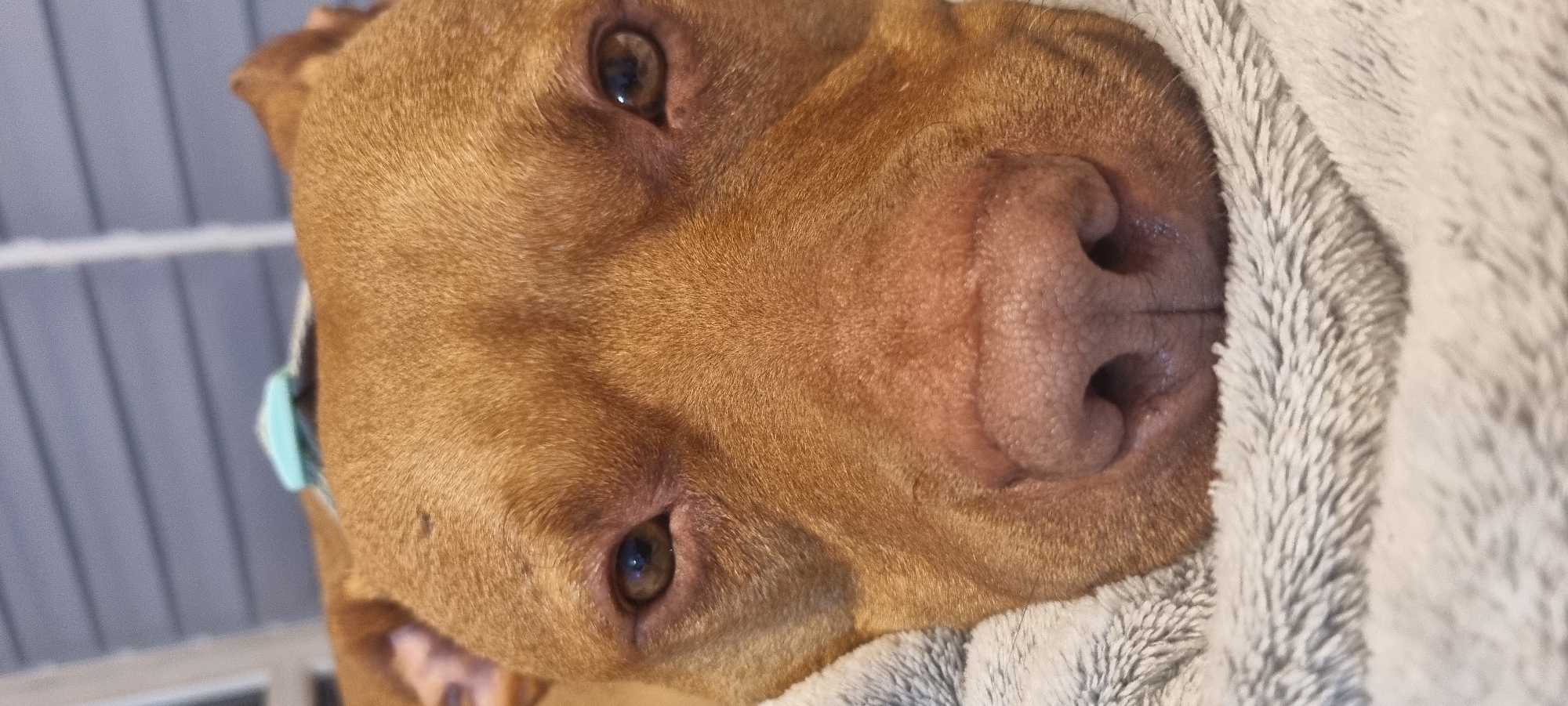 A close-up, slightly off-center, portrait of a brown dog's face is presented. The dog's eyes, brown with visible pupils, are open and appear to be gazing directly at the viewer. The dog has a smooth, brown coat and a large, textured nose. A grey, plush blanket partially covers the right side of the dog's face. The background is slightly blurred, with a hint of a light grey vertical pattern and window. No location information is provided.