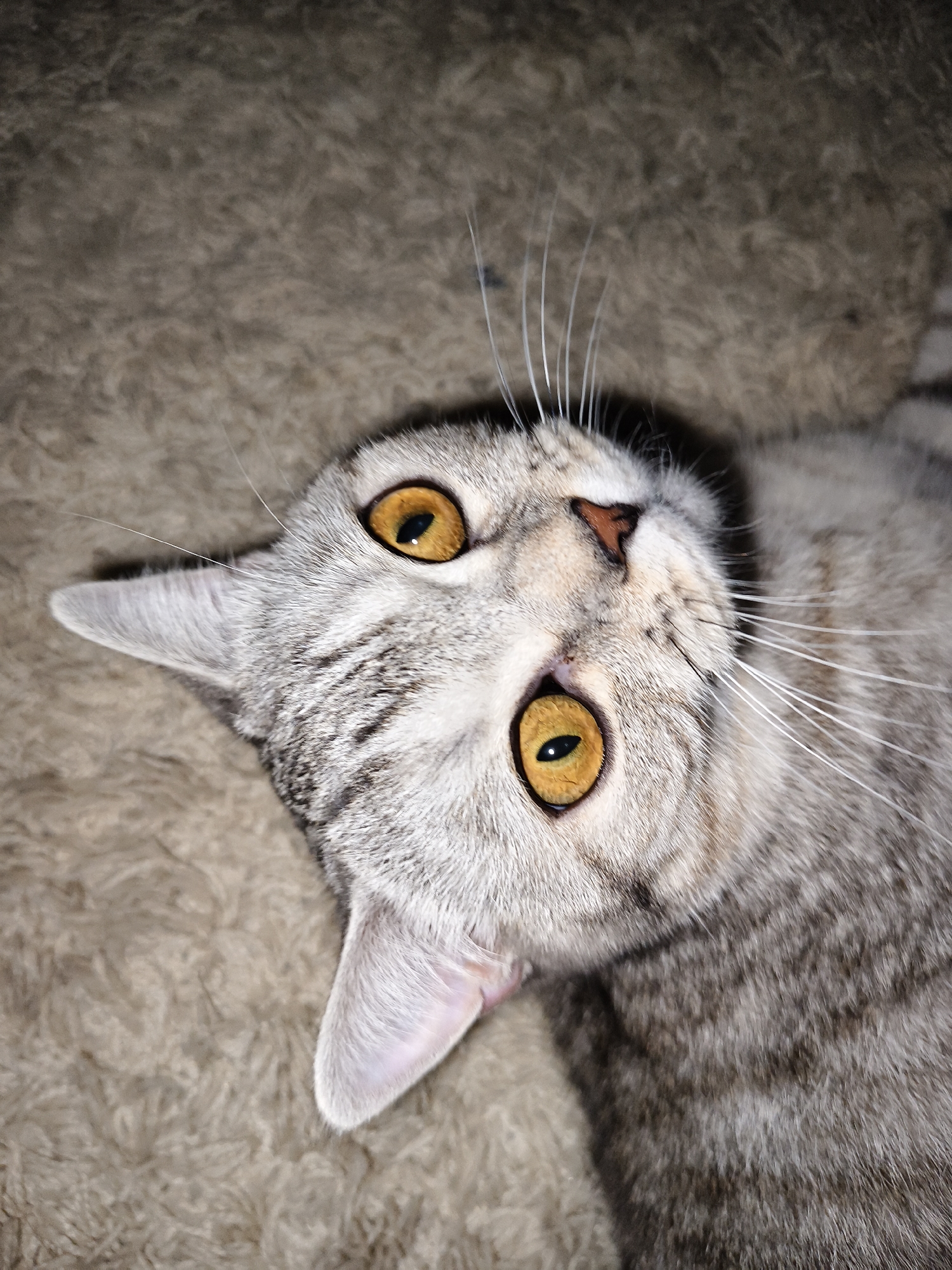 A close-up, high-angle shot depicts a tabby cat lying on what appears to be a textured, beige surface. The cat's head is tilted upwards, showcasing its round, yellow eyes and small, pink nose. Its fur is primarily silver with grey stripes. The background is out of focus, giving emphasis to the cat. The location is not specified in the provided image.