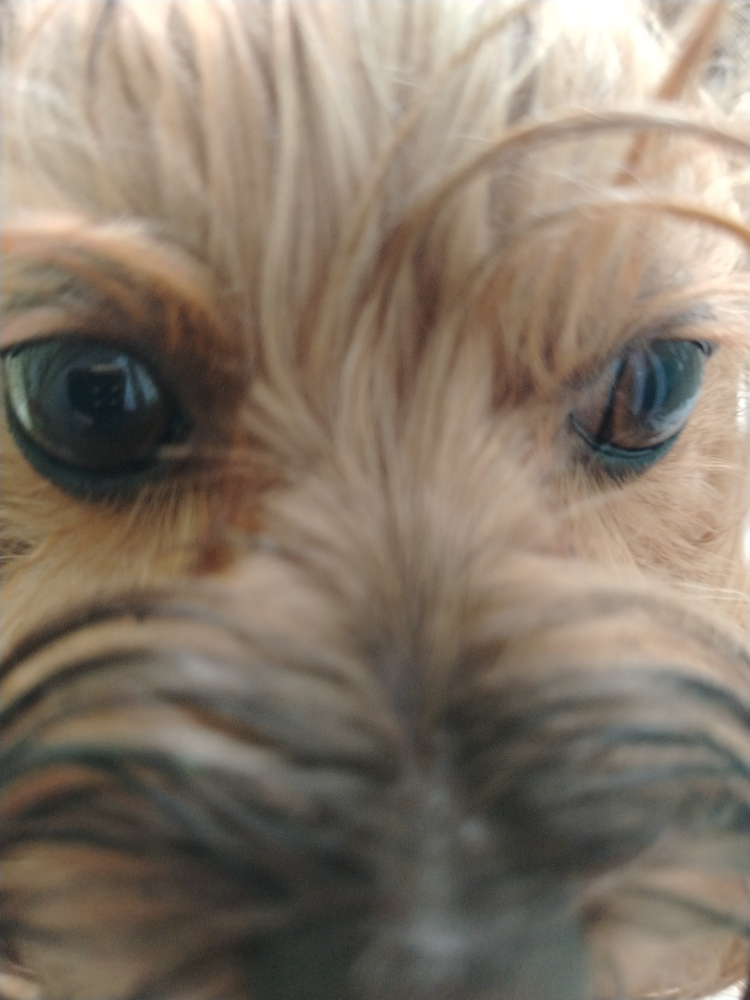 This is a close-up, low-angle, full-frame photograph of a dog's face. The dog appears to be a Yorkshire Terrier or a similar breed with tan fur. The focus is on the dog's eyes and snout. The eyes are dark and expressive, with reflections visible in the pupils. The fur is light brown and slightly disheveled. The image is slightly blurry, suggesting it was taken with a handheld camera or in low light conditions. There are no visible indications of location in Krasnodar, Russia.