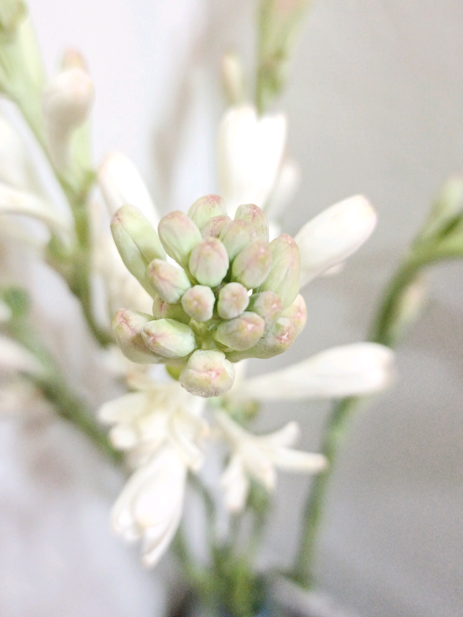 The image shows a close-up, shallow depth of field shot of a cluster of white and light green flower buds with hints of pink. The buds are tightly packed on a stem, with some delicate petals already starting to unfurl. In the background, other white flowers and green stems are visible, out of focus. The overall lighting is soft and diffused, creating a gentle and serene atmosphere. The image does not contain any elements that would allow for the identification of its location within the city of Ketegan, Indonesia, nor does it depict any people, actions, or interactions.