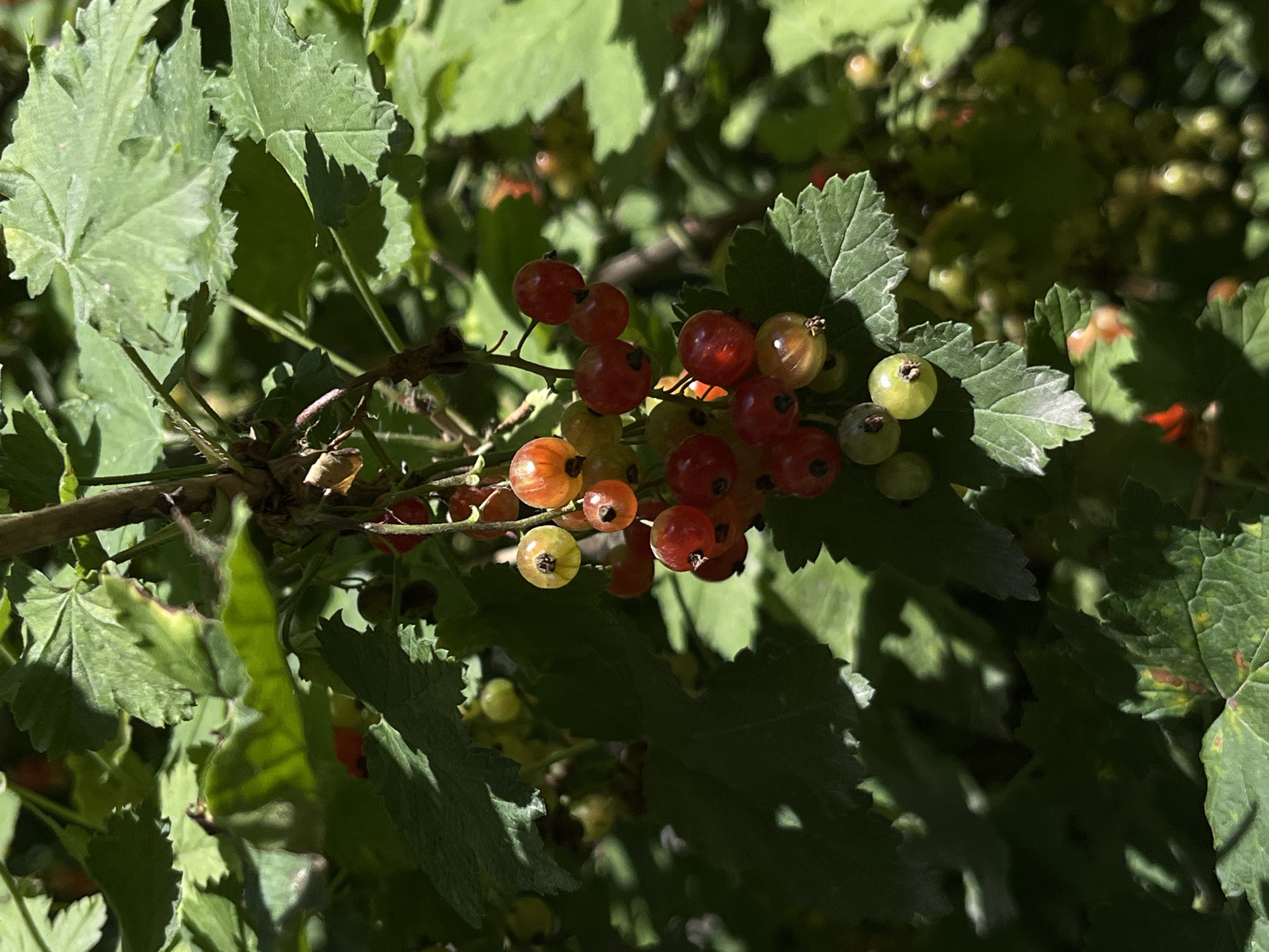 The image shows a close-up of a branch with red currants, surrounded by green leaves. The berries are small and round, varying in color from translucent green to bright red and deep crimson. Some berries are clustered together, while others hang individually from thin stems. The leaves are broad and serrated, with visible veins and some appearing slightly wilted or discolored. Sunlight filters through the leaves, creating dappled patterns of light and shadow on the berries and foliage. The overall impression is one of a natural, outdoor setting, likely a garden or natural shrubbery. The focus is on the detail and texture of the fruit and leaves, with the background blurred. There is no text visible in the image. The time of day appears to be daytime, with bright sunlight. The weather is likely clear and sunny. Given the presence of red currants, the season is likely summer or early autumn.