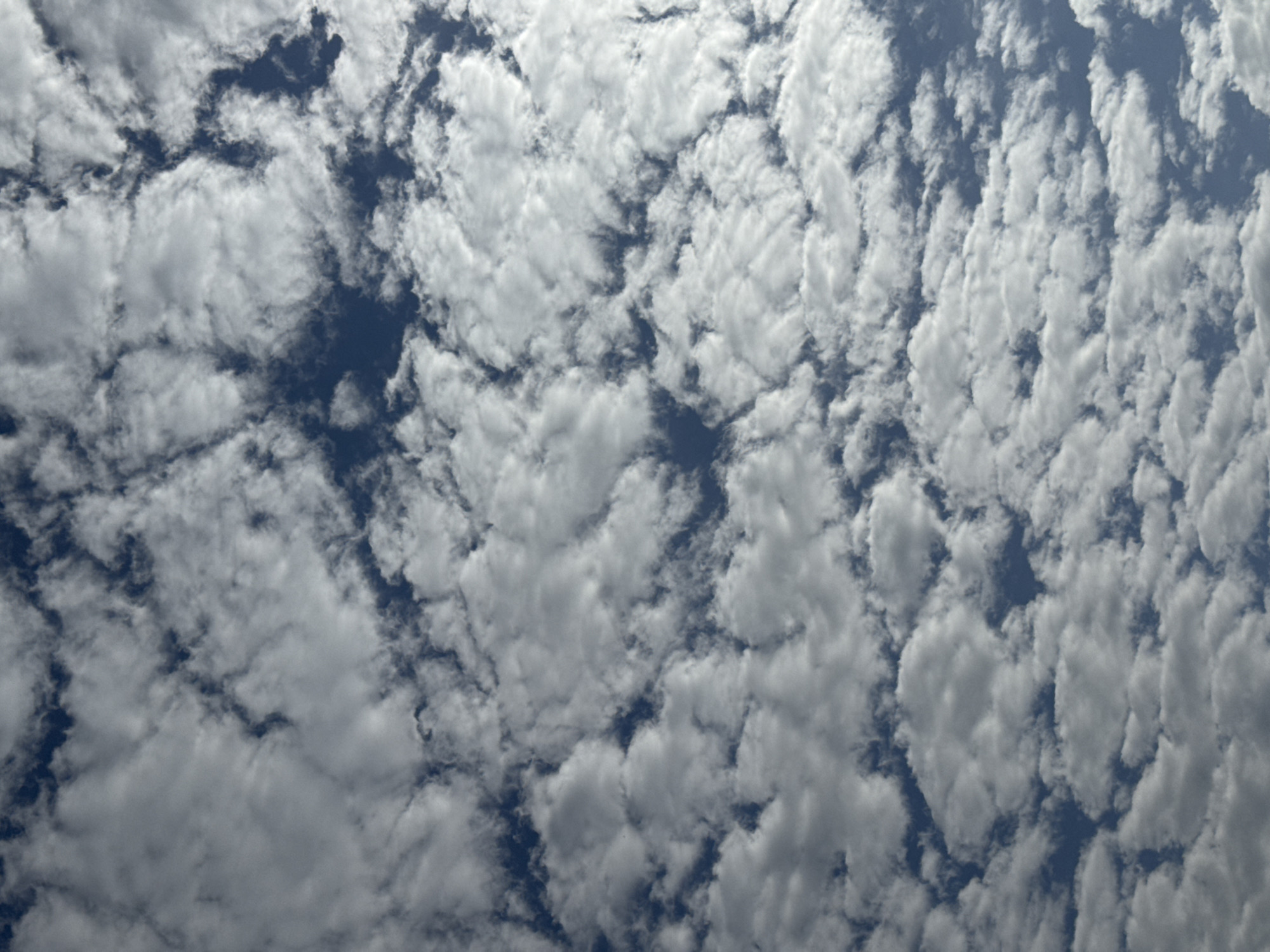 The image shows a dense field of altocumulus clouds against a blue sky. The clouds are small, rounded masses arranged in patterns or layers. The location is unknown.