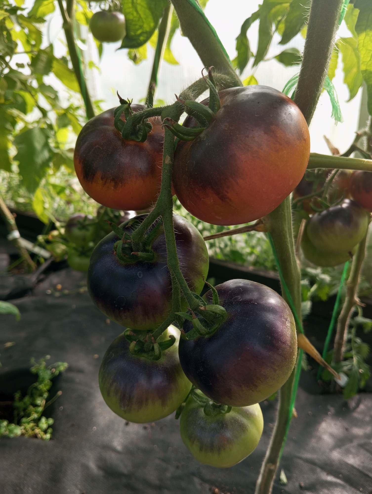 A close-up, eye-level, outdoor shot captures a cluster of ripening heirloom tomatoes on a vine. The tomatoes display a spectrum of colors, ranging from deep purple and reddish-brown to green. Several tomatoes are partially obscured by the vine and its fuzzy green stems, which are intertwined with green twine. In the background, the blurry forms of more tomatoes and foliage are visible, along with a black fabric ground cover. The image appears to be taken in a greenhouse or a similar protected growing environment, judging by the controlled lighting and the presence of supporting structures for the plants.