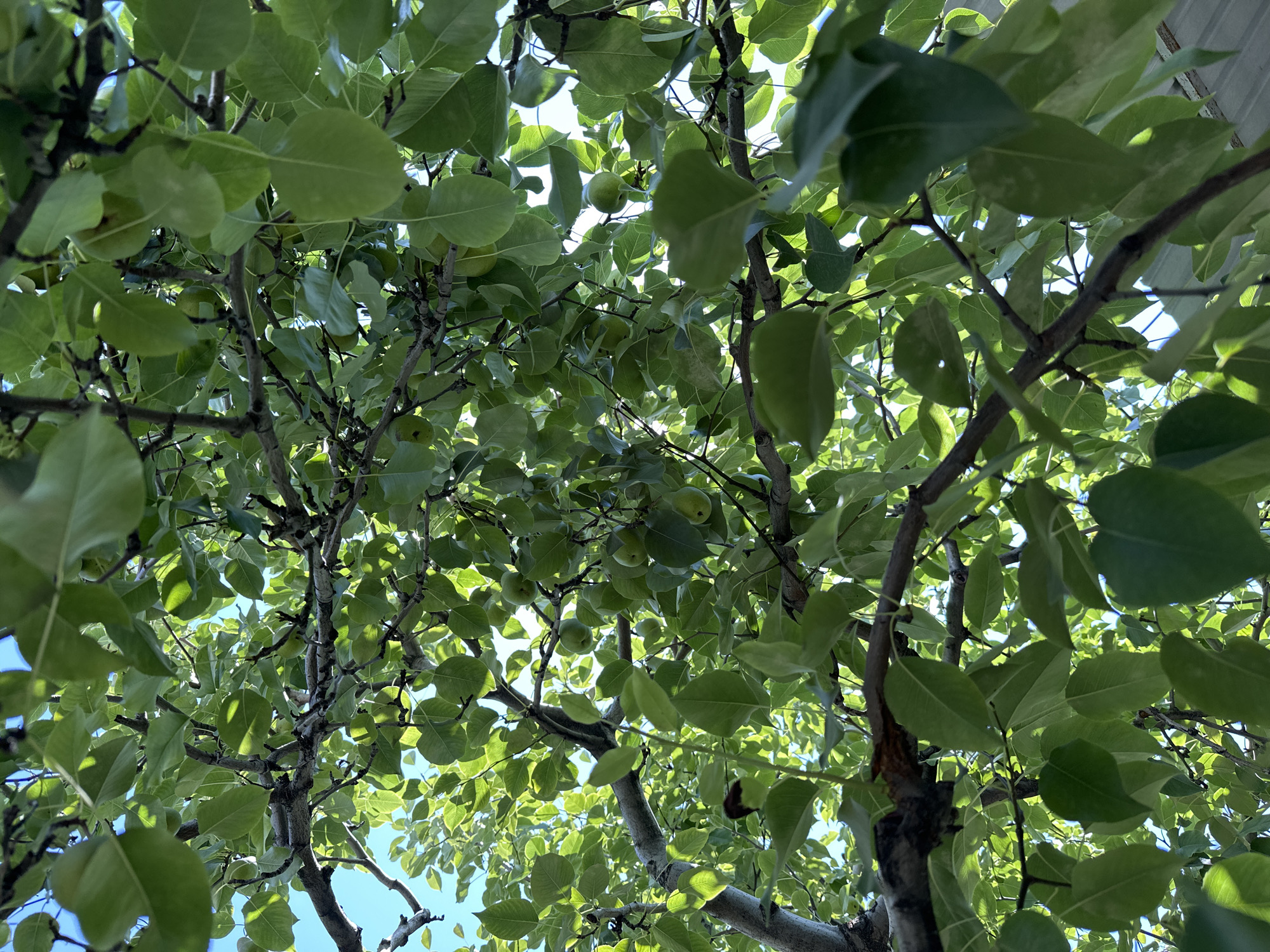 A low-angle, close-up shot captures the canopy of a pear tree in Bosteri, Kyrgyzstan. The branches are laden with bright green leaves, many of which are catching the sunlight and appear translucent. Several small, green pears are visible hanging among the leaves, indicating it is likely summer or early autumn. The sky is a clear, bright blue. The image is shot from below, looking up through the foliage.