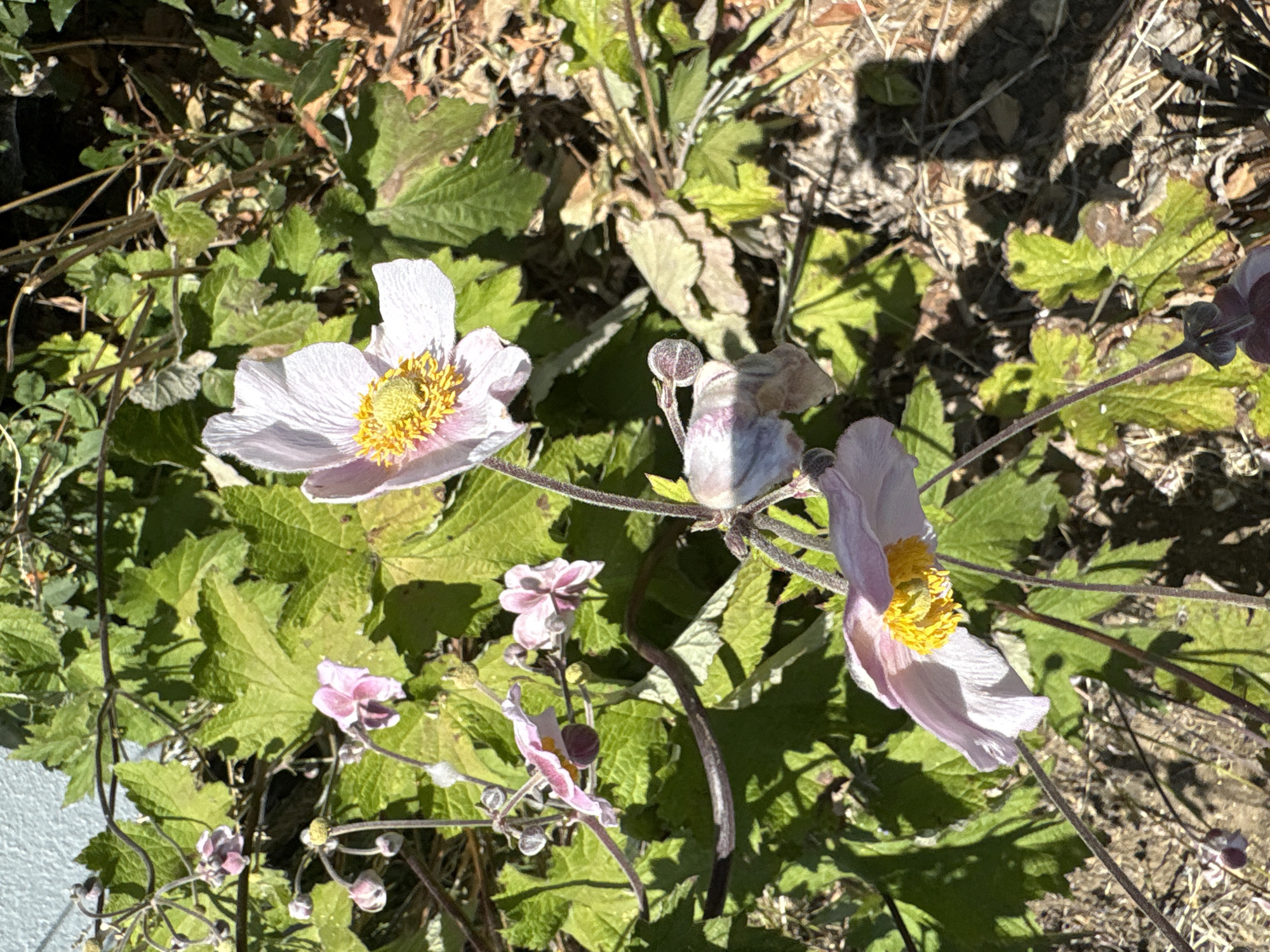A cluster of pale pink flowers with yellow centers blooms on thin, dark stems amidst lush green foliage. Some flowers are fully open, revealing delicate petals, while others are still in bud, appearing as small, dark purple spheres. The flowers are positioned in the foreground and mid-ground of the image. The background consists of dry soil, leaf litter, and more green leaves, suggesting an outdoor garden setting. The lighting indicates it is daytime, with strong sunlight casting shadows. The scene is devoid of any human presence or identifiable landmarks specific to Chelmsford, United Kingdom.