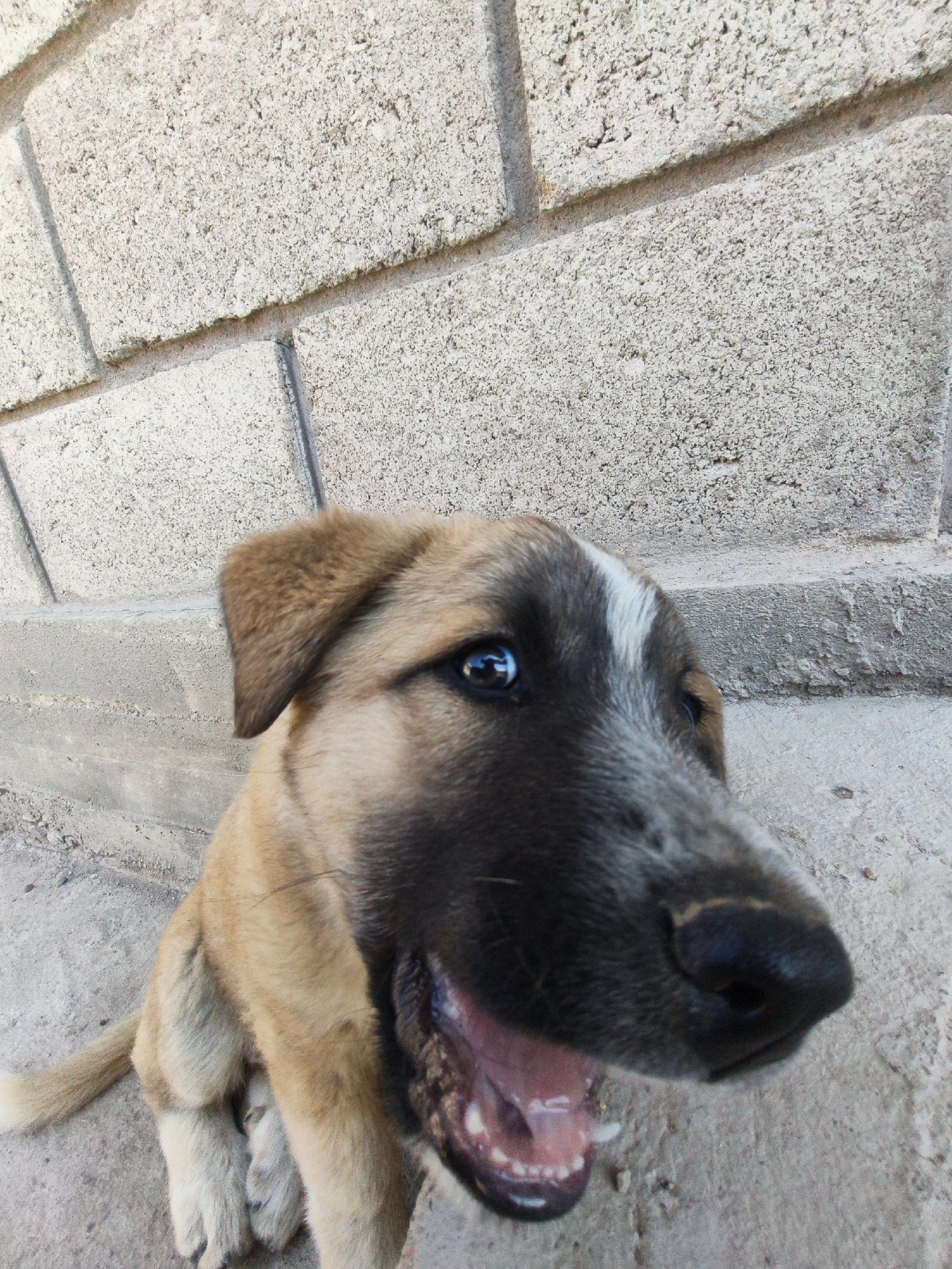A medium shot, eye-level, outdoor photo shows a light brown dog with dark facial markings and blue eyes. The dog is panting with its mouth open and tongue visible. It is looking to the right of the frame. The background consists of a light grey, textured cinder block wall and a lighter grey concrete ground. The lighting is bright and natural, suggesting it is daytime. The dog's head and upper body are in focus, while the background is slightly blurred.