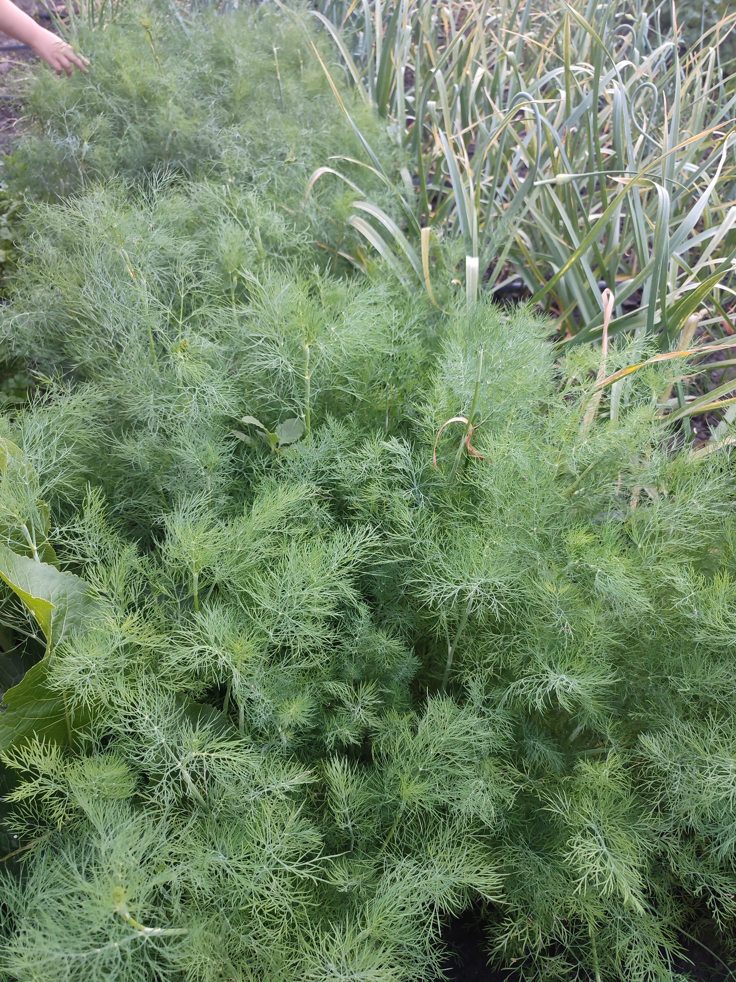 In Shyshaky, Ukraine, an overhead shot captures a lush garden bed filled with feathery dill plants. To the right of the dill, tall, straight stalks of what appear to be garlic or a similar allium are visible, some with curled flower stalks. A person's hand, with fingers slightly spread, is reaching into the upper left corner of the frame, interacting with the dill. The environment is natural, with the plants appearing healthy and verdant, suggesting a garden setting during daylight hours.