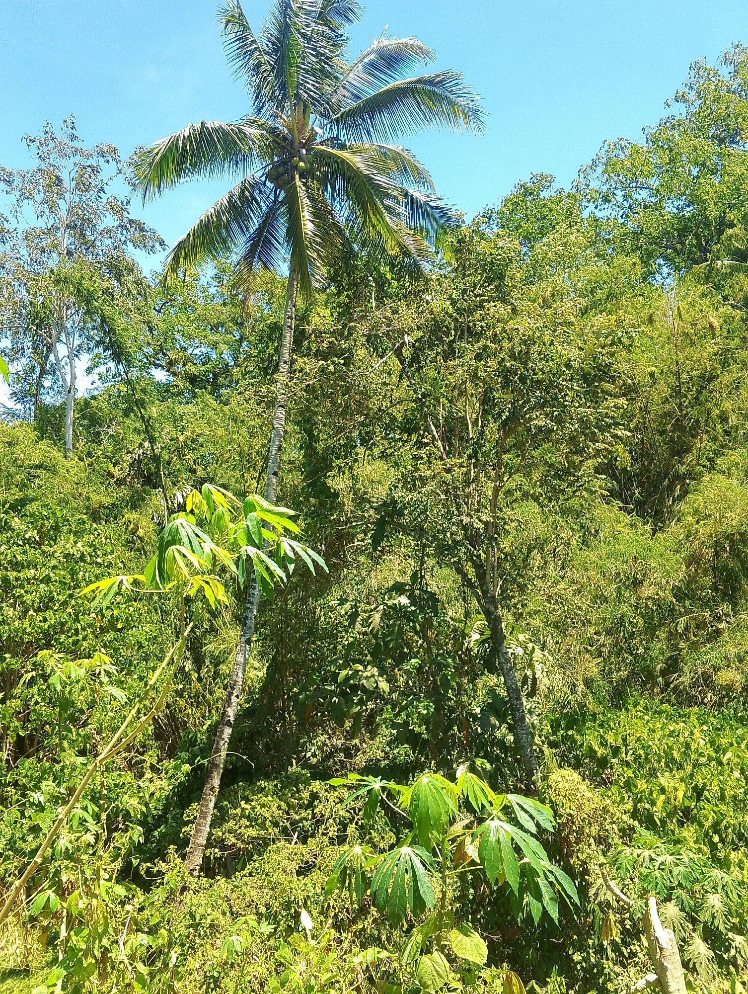This is a vertical, eye-level, medium shot of a lush, tropical landscape with dense vegetation under a clear blue sky. The scene is dominated by various shades of green foliage, with a tall coconut palm tree prominently featured in the left-center of the frame. The palm tree has a slender, textured trunk and its fronds extend upwards and outwards. In the foreground and mid-ground, there are several plants with large, palmate leaves, likely cassava plants, interspersed with other leafy green shrubs and trees. The background consists of a dense, layered forest canopy with a mix of trees and possibly bamboo. The overall impression is one of abundant natural growth in a warm climate, characteristic of locations like Tomohon, Indonesia, known for its verdant volcanic slopes and rich plant life. There are no people or animals visible in the image.