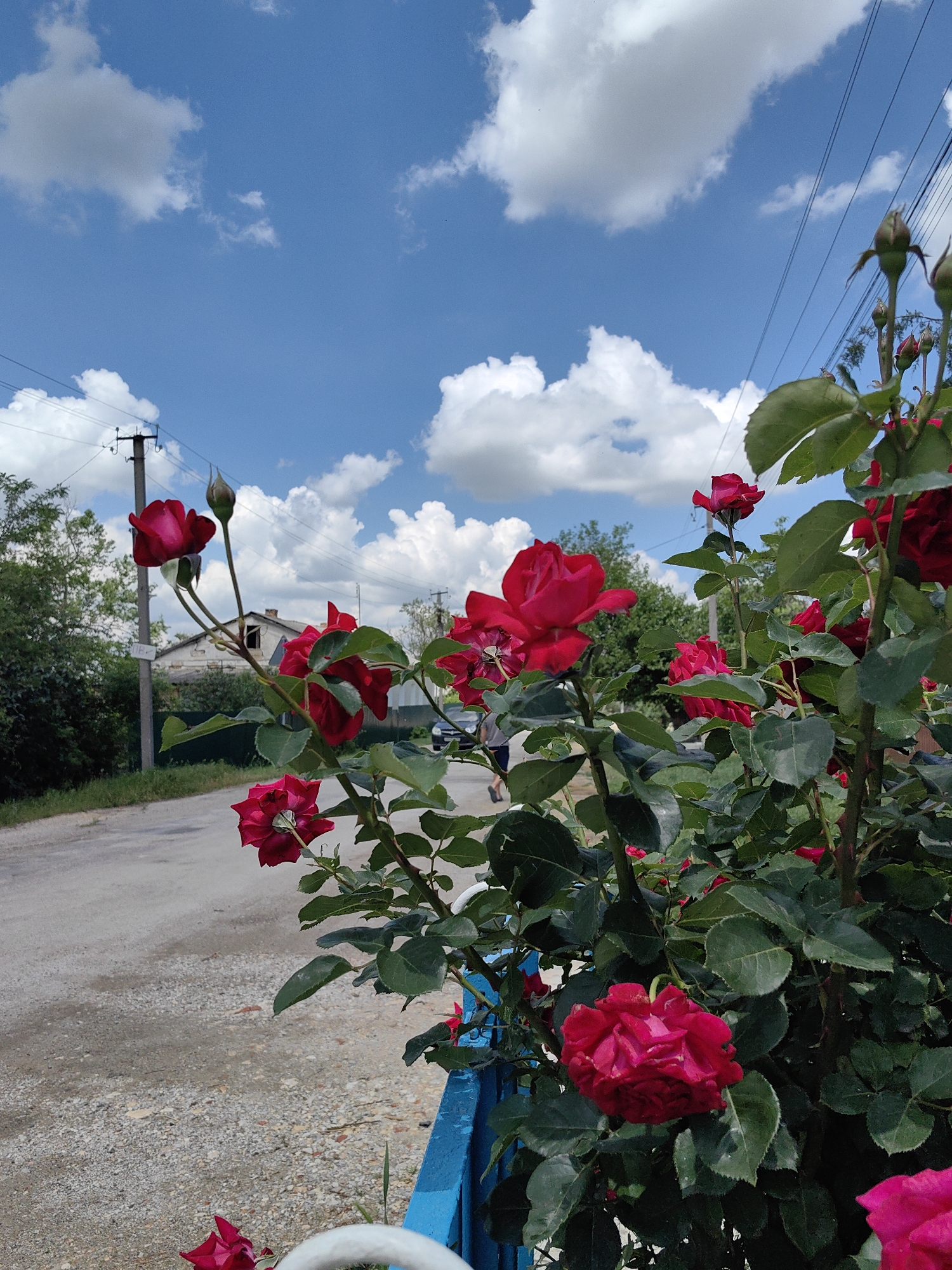 A medium shot captures a rose bush with vibrant red blooms on the right side, set against a bright blue sky dotted with white clouds. The bush features lush green leaves and several unopened rose buds. In the background, a gravel road curves to the left, leading past a weathered house with a damaged roof. Power lines and poles are visible overhead. A dark-colored vehicle is parked on the side of the road in the middle ground. The scene appears to be in a rural or suburban setting.