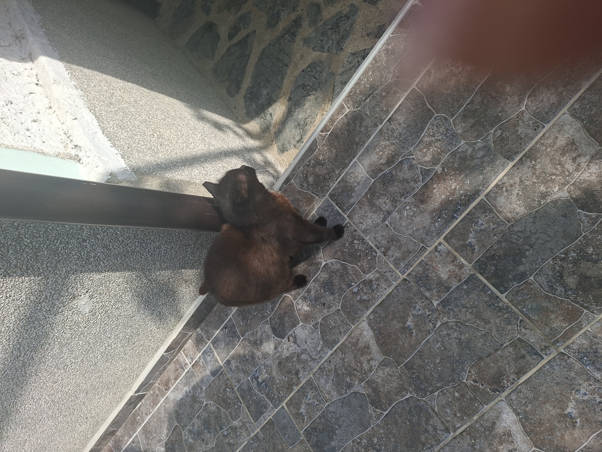 A dark-colored cat stands on a tiled floor near a textured wall. The cat is facing to the right, with its head turned slightly upwards. Sunlight casts shadows on the floor and the wall. The environment appears to be outdoors, possibly in a courtyard or alleyway. The scene is located in the city of Aksakovo, Bulgaria.