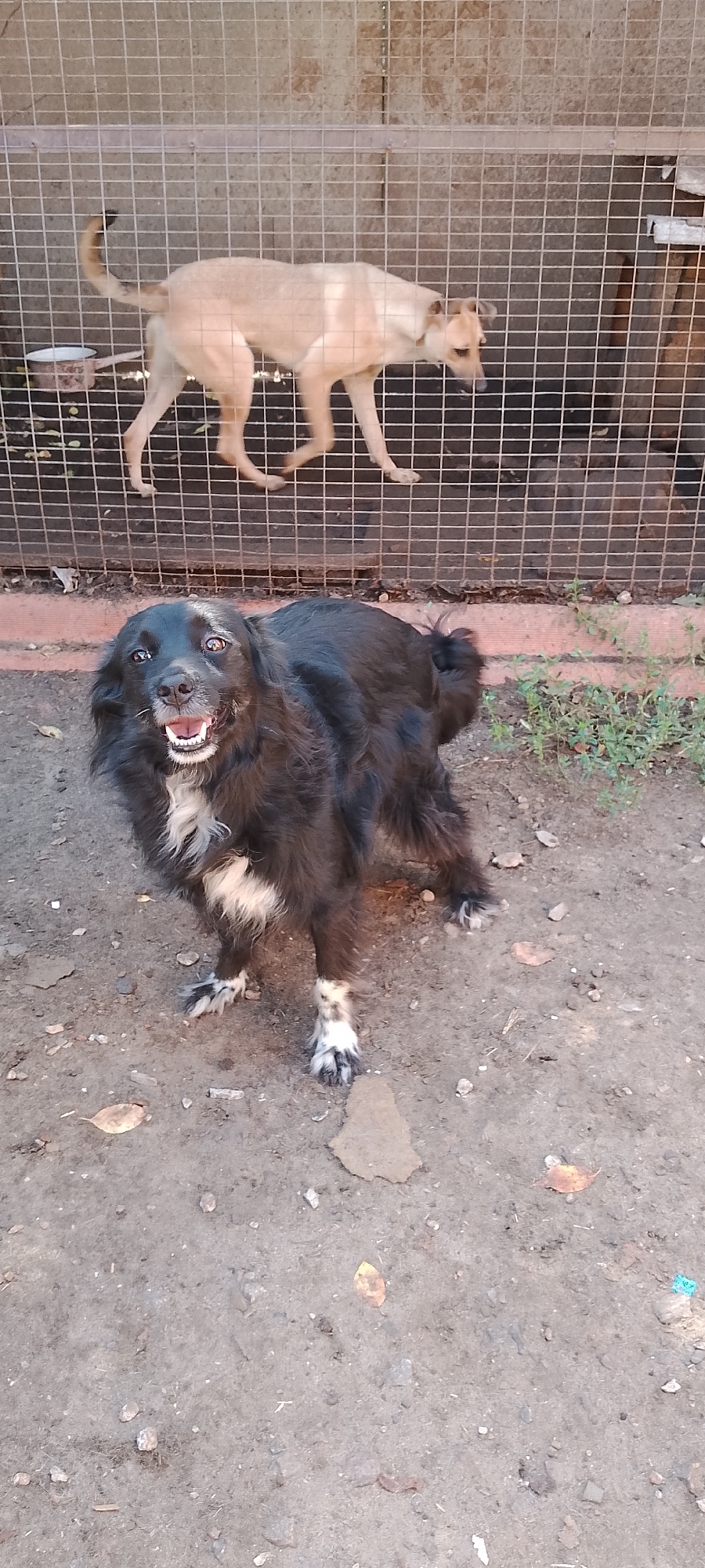 In the city of Belgorod, Russia, a black and white medium-sized dog with a fluffy coat and white markings on its chest and paws stands on a dirt ground in front of a wire fence enclosure. The dog is looking directly at the camera with its mouth open and teeth visible, appearing alert. Behind the fence, a lighter colored dog is walking away from the camera. The ground is covered in dirt, scattered leaves, and small stones. The enclosure has a wire mesh construction with a brick base.