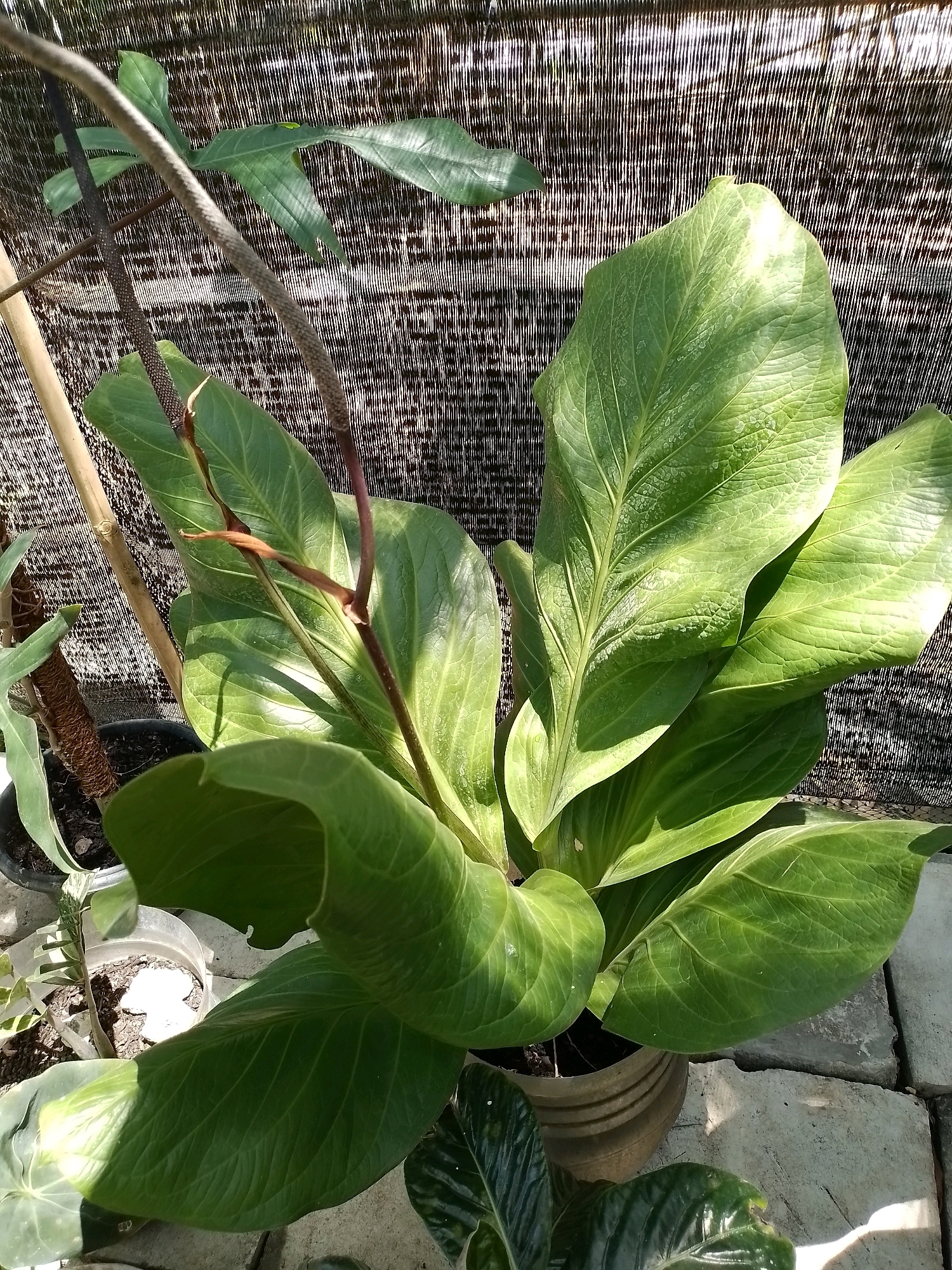 The image captures a close-up view of a lush green plant with large, glossy leaves, likely an Anthurium variety. The plant is situated outdoors, suggested by the dappled sunlight on the leaves and the presence of a woven bamboo-like screen in the background, commonly used for shading in gardens. The plant is potted in a textured, light-brown pot. Surrounding the pot are large, uneven grey paving stones, indicating an outdoor patio or garden setting. In the lower right corner, a portion of another dark green, leafy plant is visible. The overall impression is one of vibrant plant life in a semi-shaded outdoor environment. The location is identified as Wonosari, Indonesia, implying a tropical or subtropical climate suitable for such flora. No people are present in the image, and the focus is solely on the plant and its immediate surroundings.