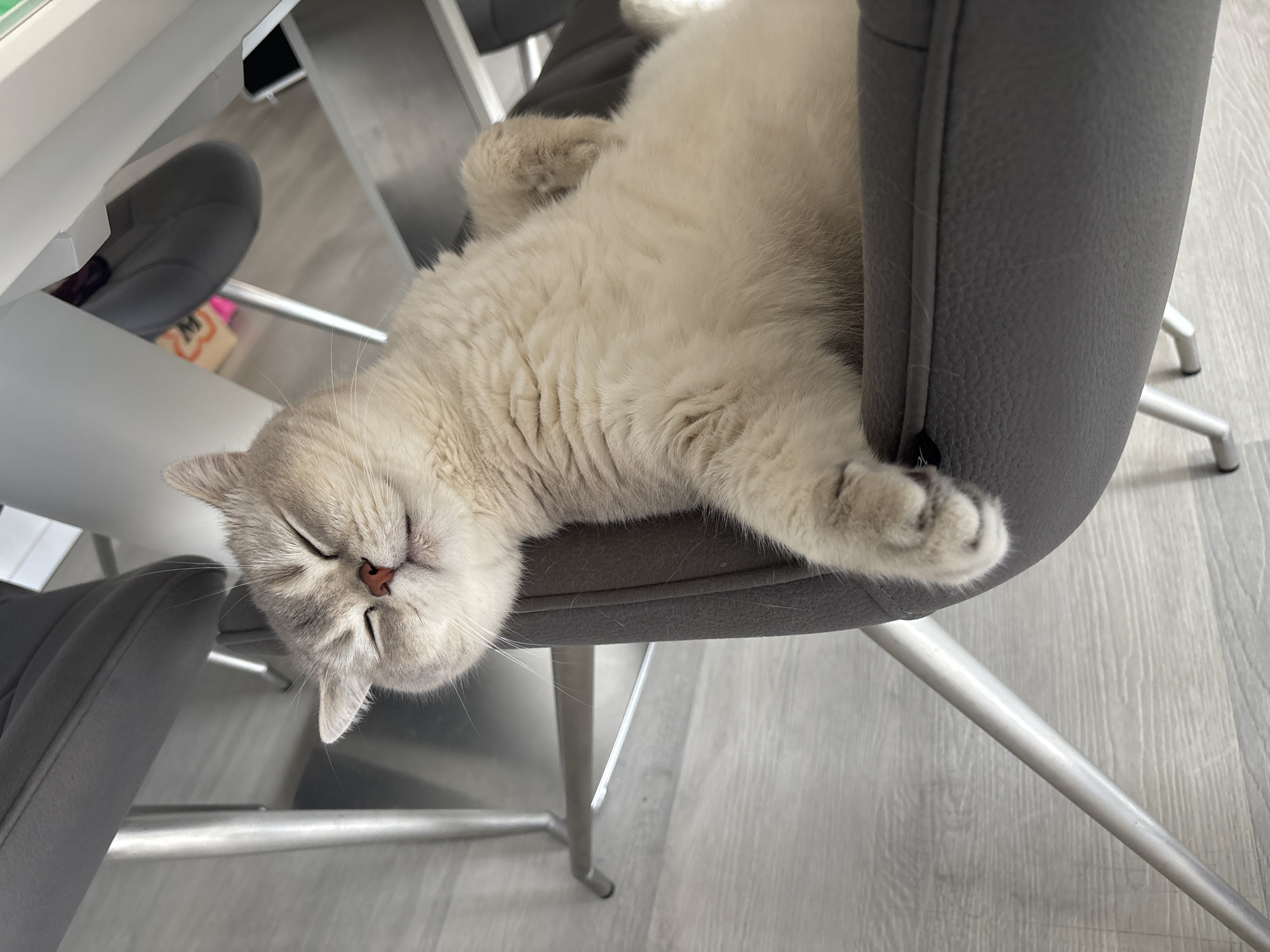 A light-colored cat sleeps soundly on its back on a gray chair. The cat's eyes are closed, its nose is pink, and its paws are extended. The chair is positioned near a table, and the floor is a light wood-grain laminate.