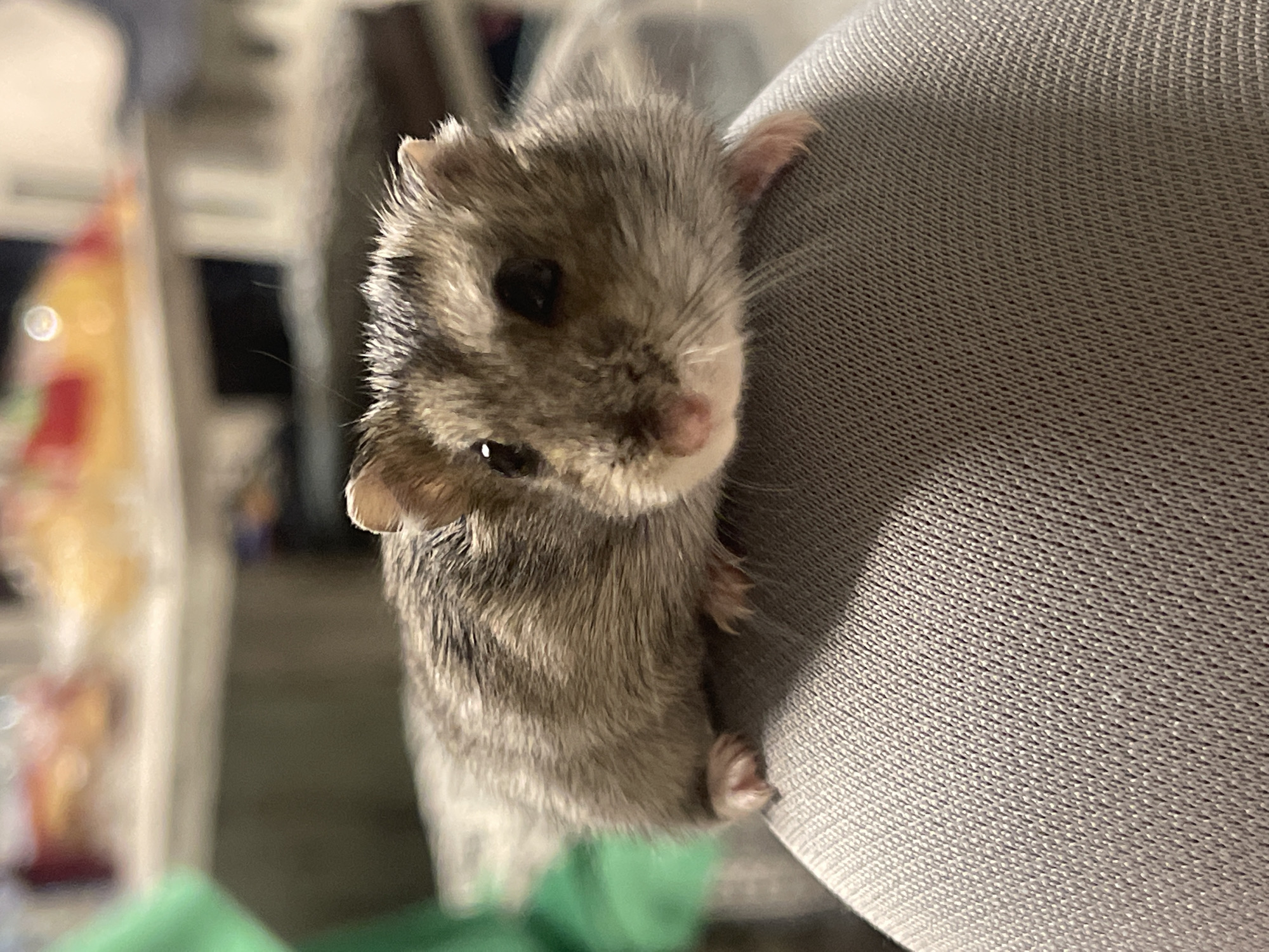 A close-up, eye-level shot captures a small, fluffy hamster clinging to a textured gray surface, possibly fabric. The hamster's fur is a mix of gray and white, with distinct darker stripes on its back. Its small, dark eyes are visible, and its nose appears pink and twitching. Tiny paws are gripping the surface, one of which is partially visible. The background is softly blurred, suggesting a shallow depth of field. On the left side of the frame, out-of-focus objects hint at a domestic environment, with hints of color from what might be packaging or toys. The lighting appears to be artificial, casting subtle shadows. The hamster's posture and the close cropping of the image emphasize its vulnerability and the intimacy of the moment. There is no visible text in the image.