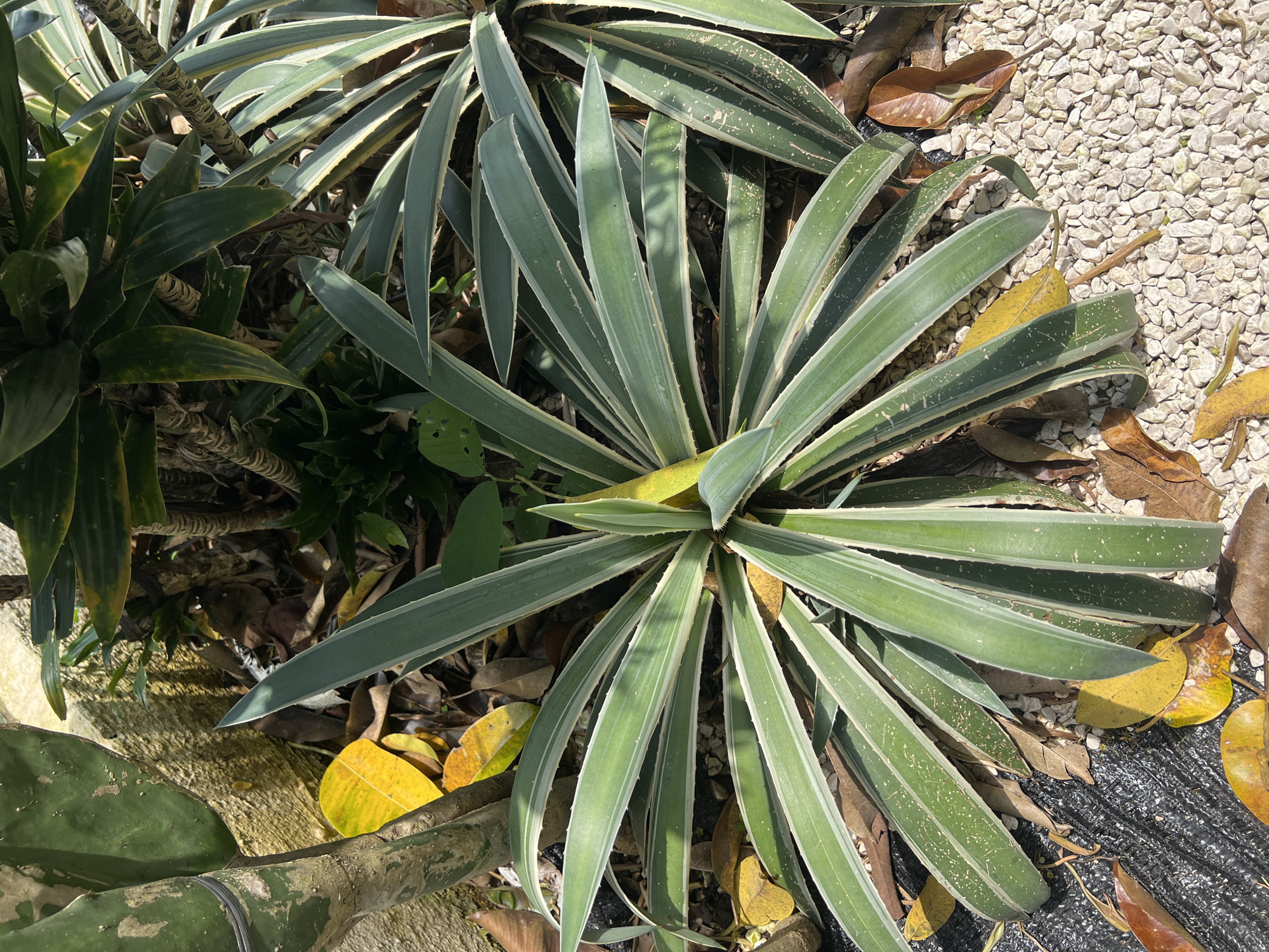 The image shows a garden scene in Buduk, Indonesia. The focal point is a cluster of plants with long, pointed, green and white striped leaves. These plants are surrounded by fallen yellow and brown leaves. The background features white gravel and black plastic. Another type of green leafy plant is partially visible on the left side.